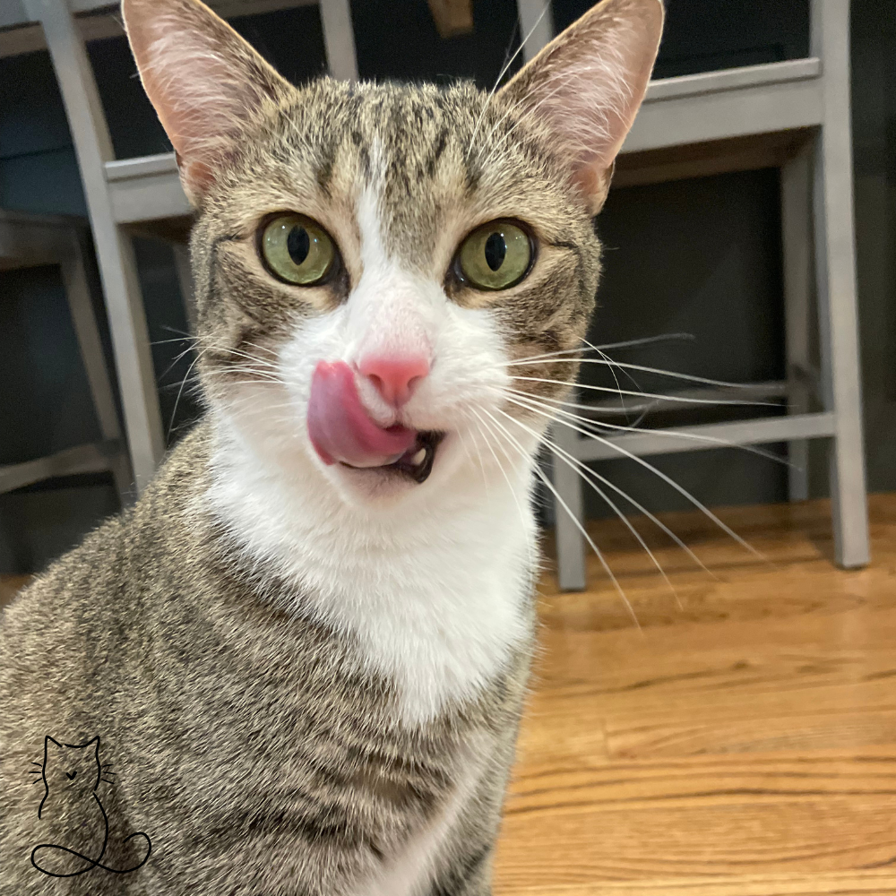 Cute Cat licking its nose during a drop in cat sitting visit with Happy Cats Concierge