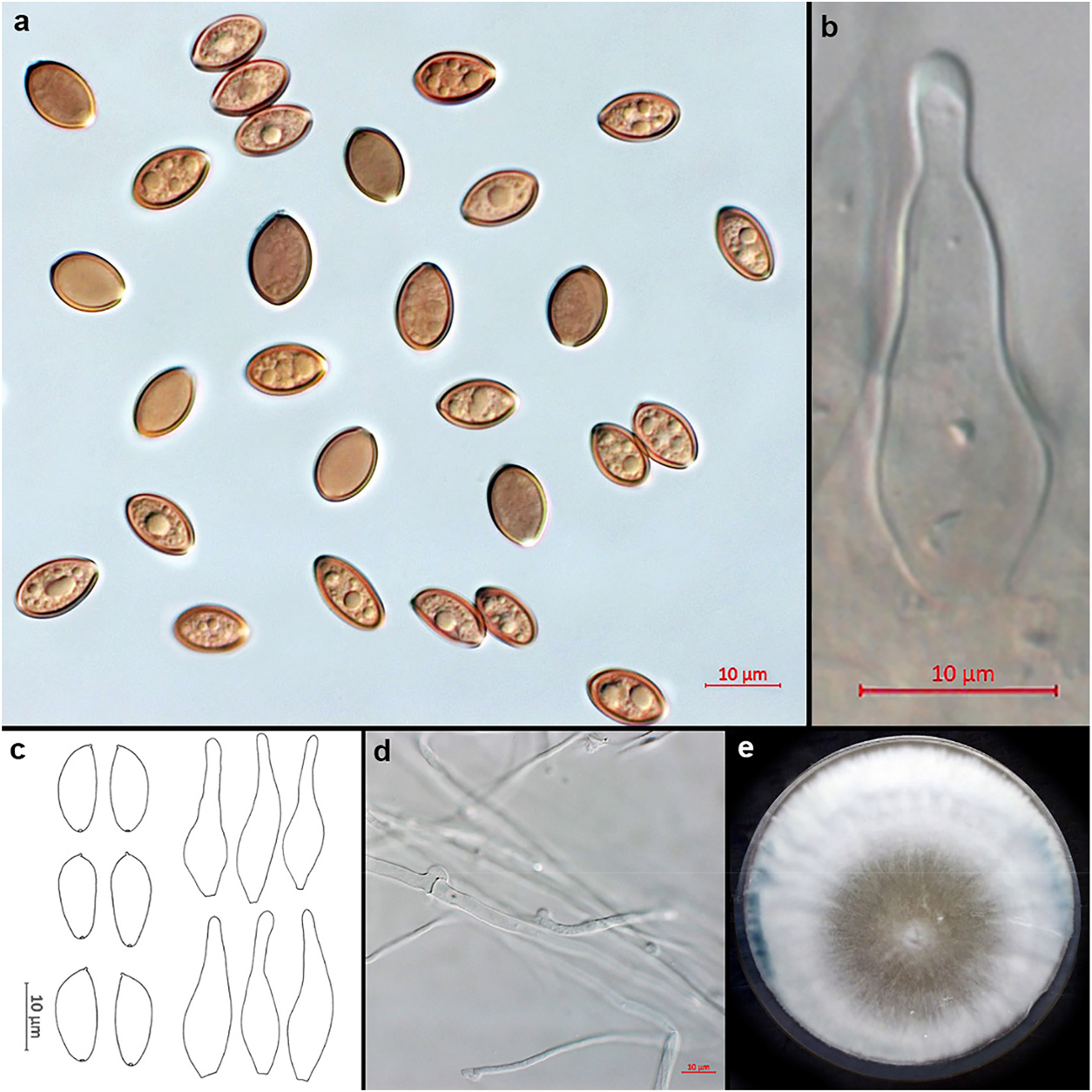 First Peer-Reviewed Record of a Psychoactive Psilocybe in Greece
