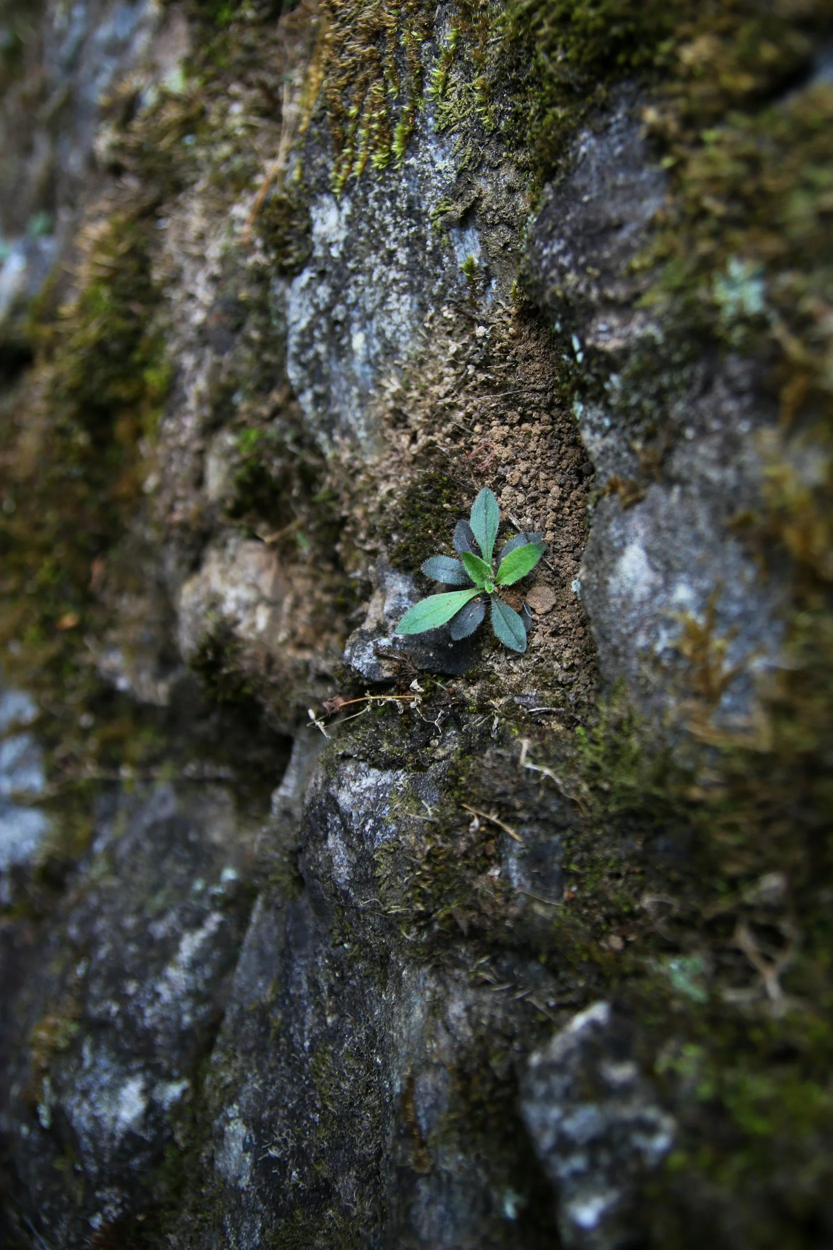 A close-up of a small green plant growing out of a crevice in a moss-covered rock wall.