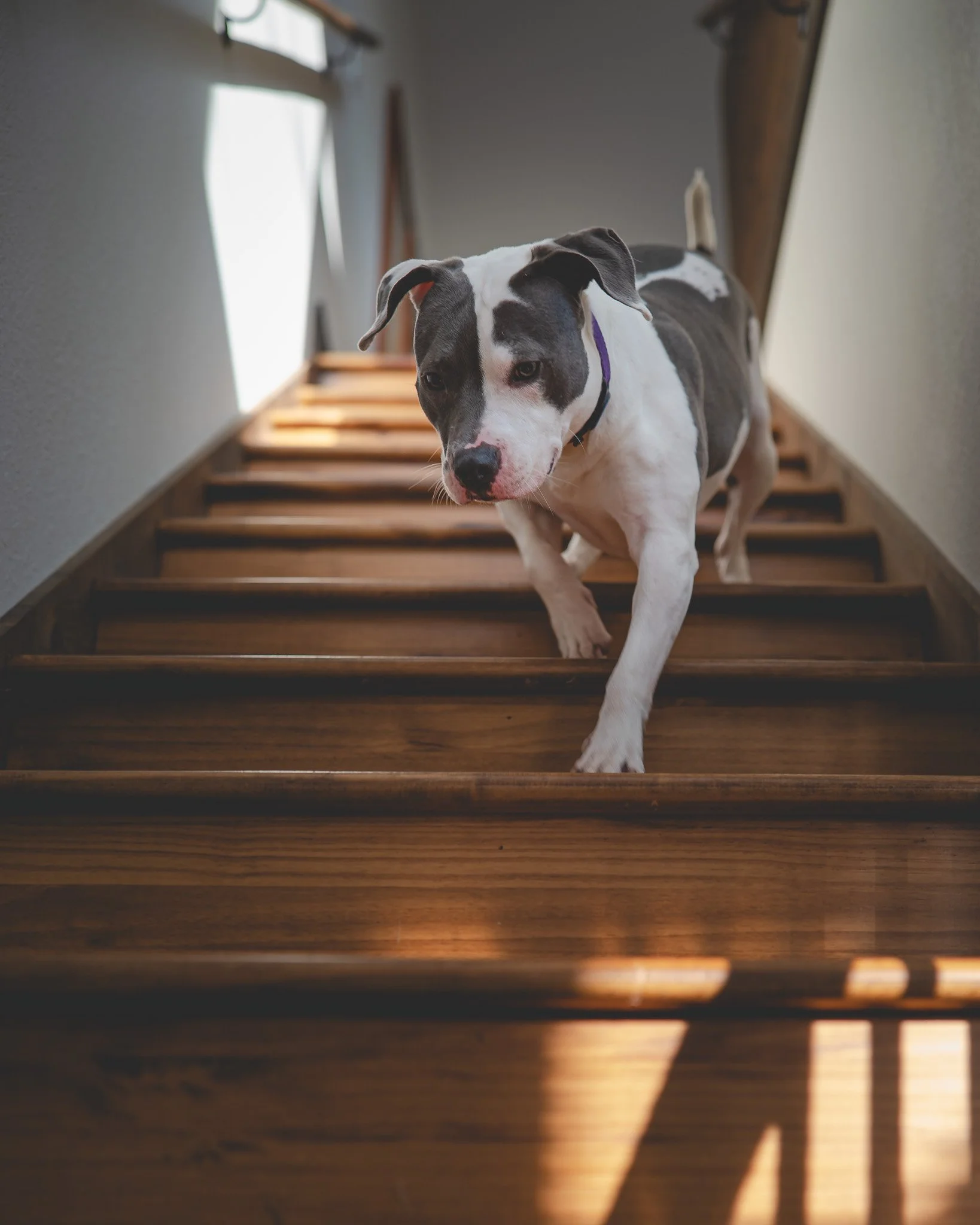 dog-on-stairs.jpg