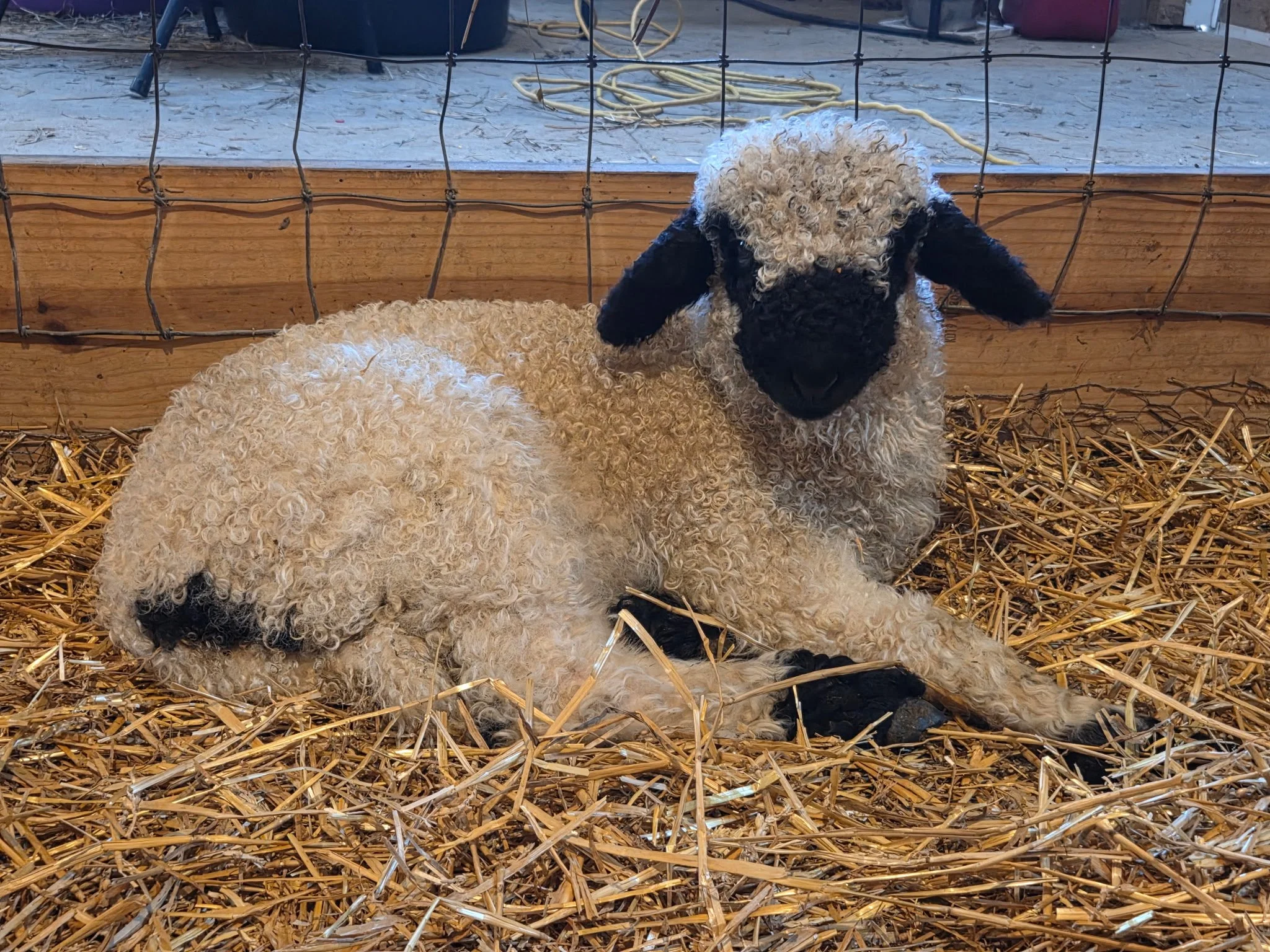 Nessa Rose - F3 ewe lamb