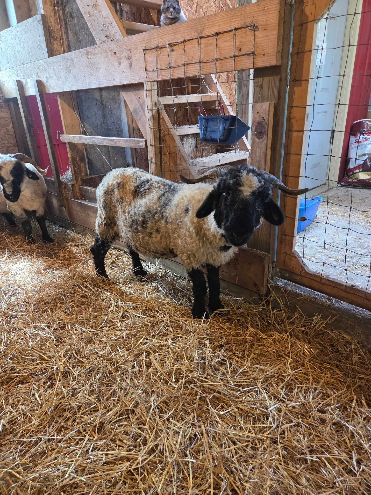 Cecile - F3 proven ewe