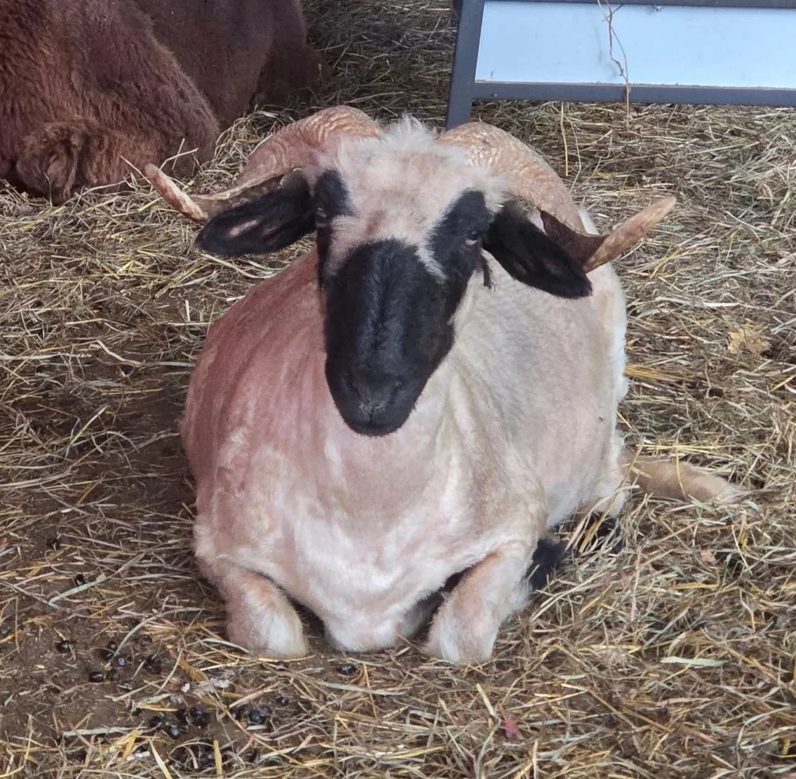 Kalani - F3 proven ewe