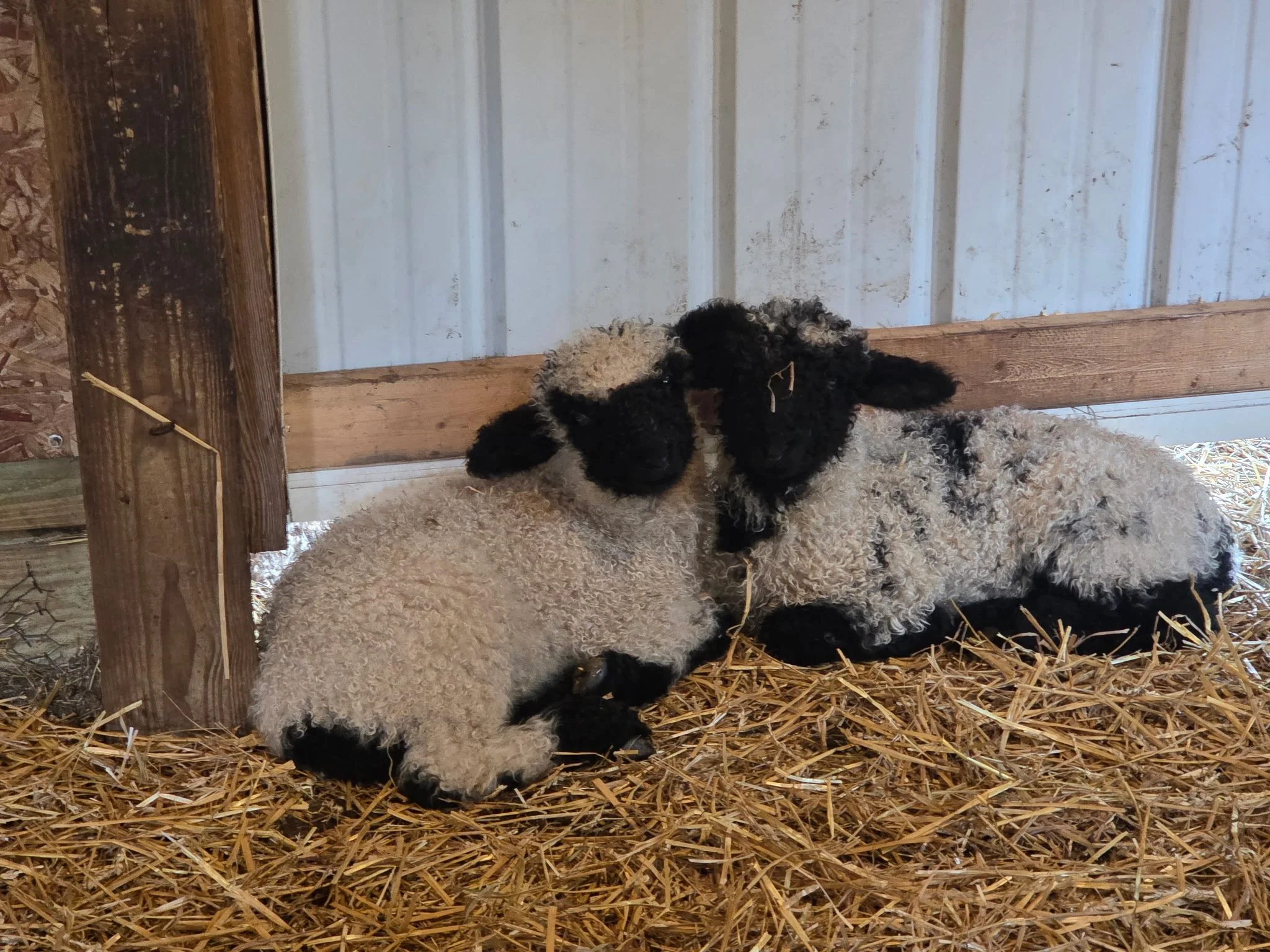 Lucas and Logan - F4 twin lamb package
