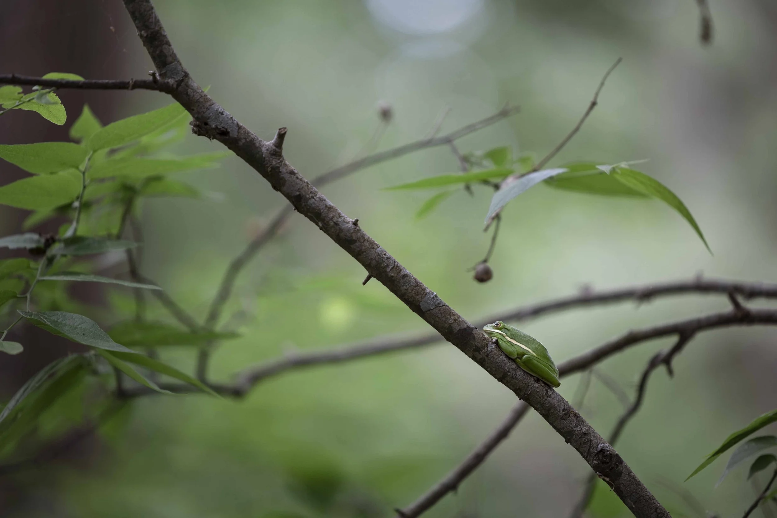 34th Earth Day-124 (1).jpg