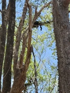 IMG_1614.jpeg