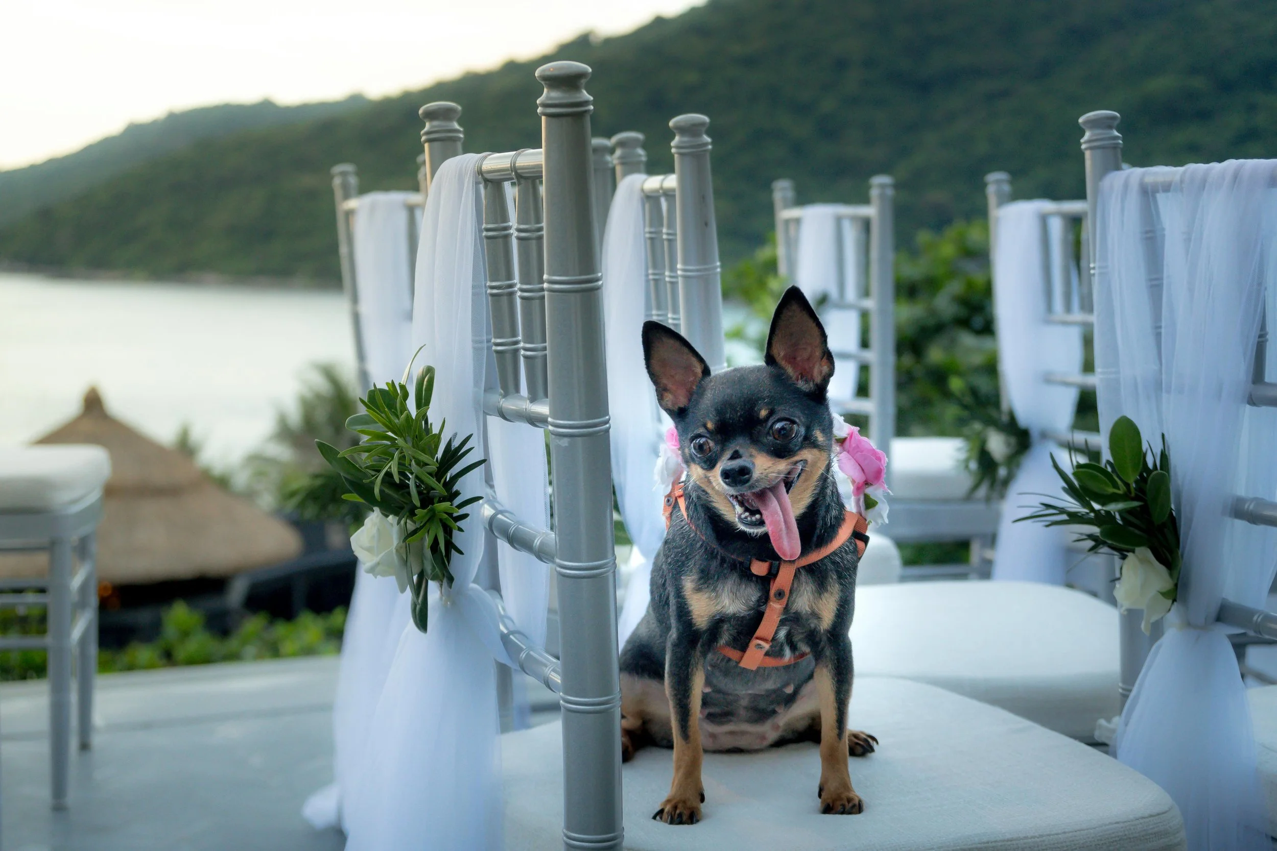 Dog sitting on chair at wedding ceremony