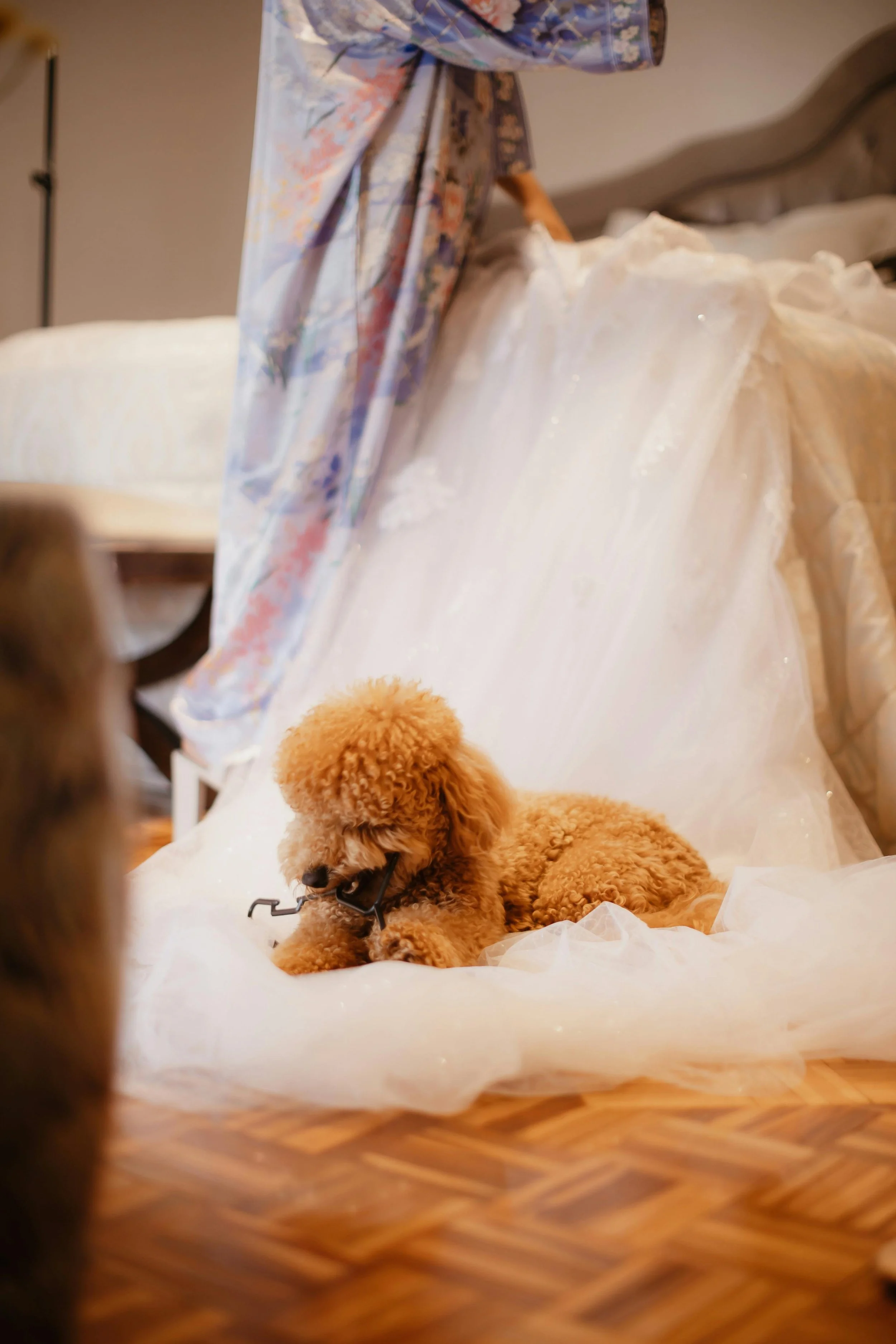 Dog sitting on woman's wedding dress
