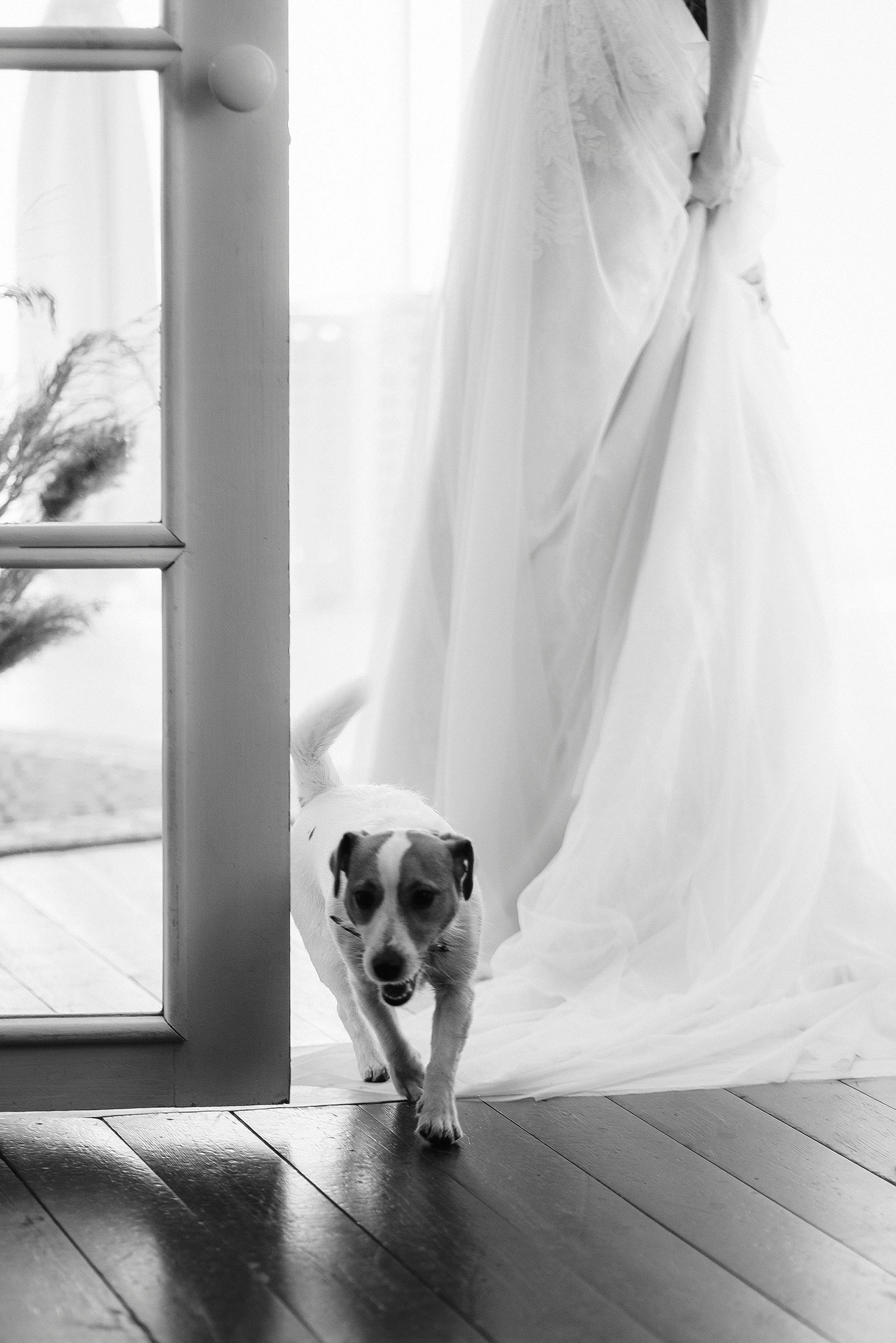 wedding day photo of dog