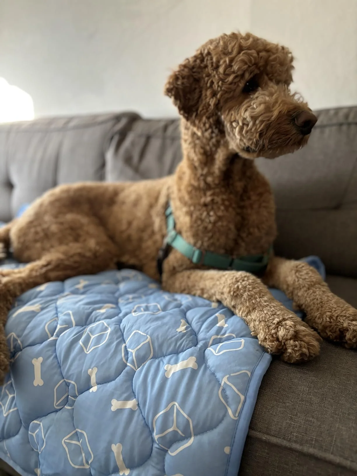 Cooling Mat for Dogs – Stay Cool, Comfortable & Chill