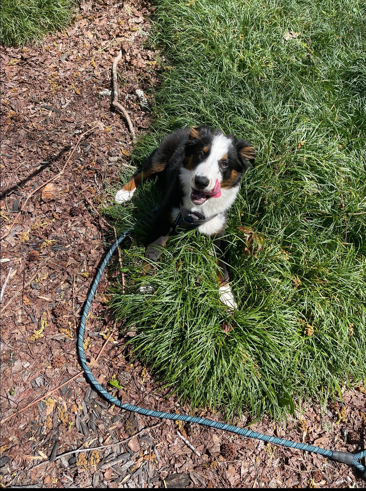 Puppy in the backyard of Sandy Springs home