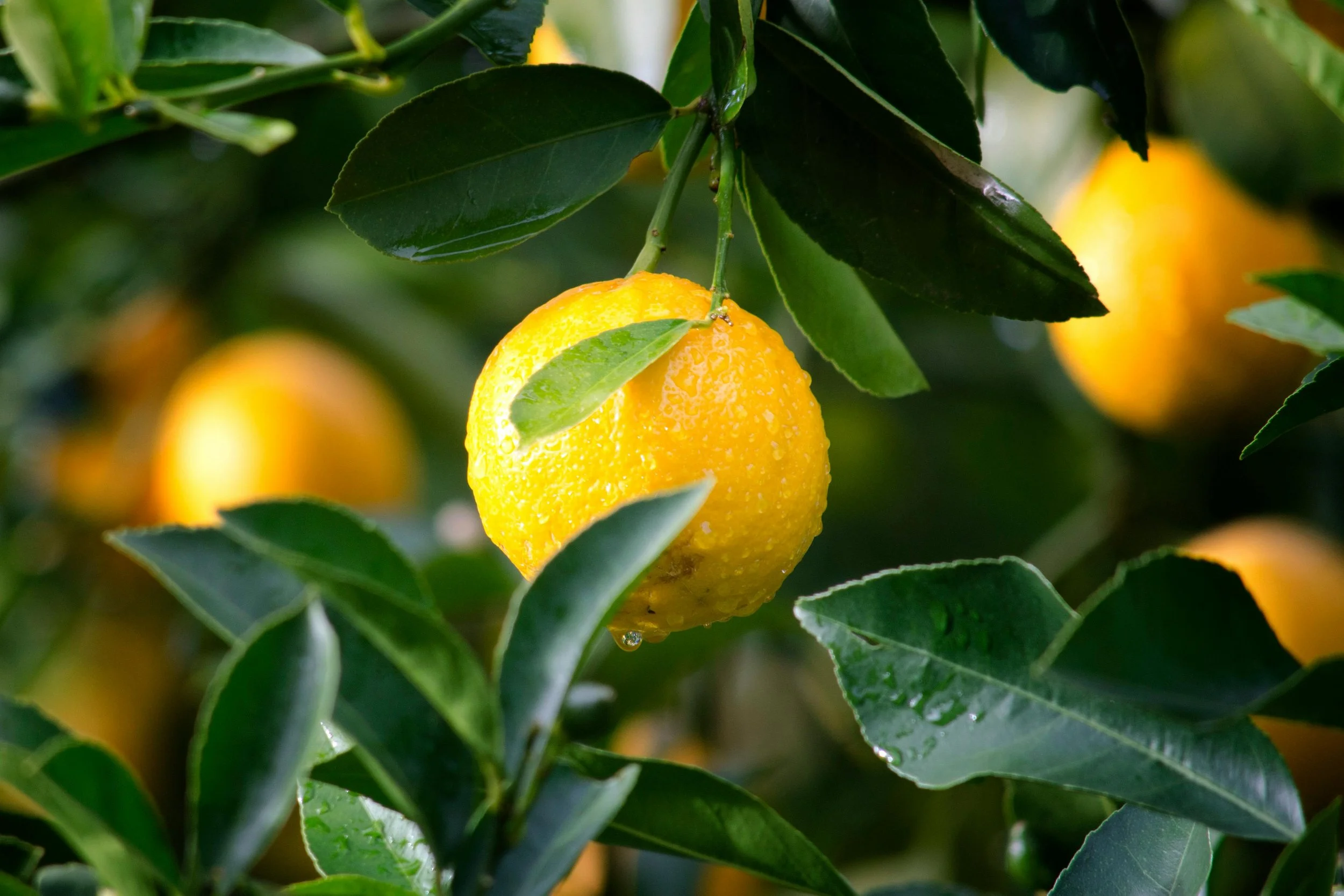 A ripe lemon hanging on a lemon tree with green leaves, with other lemons blurred in the background.