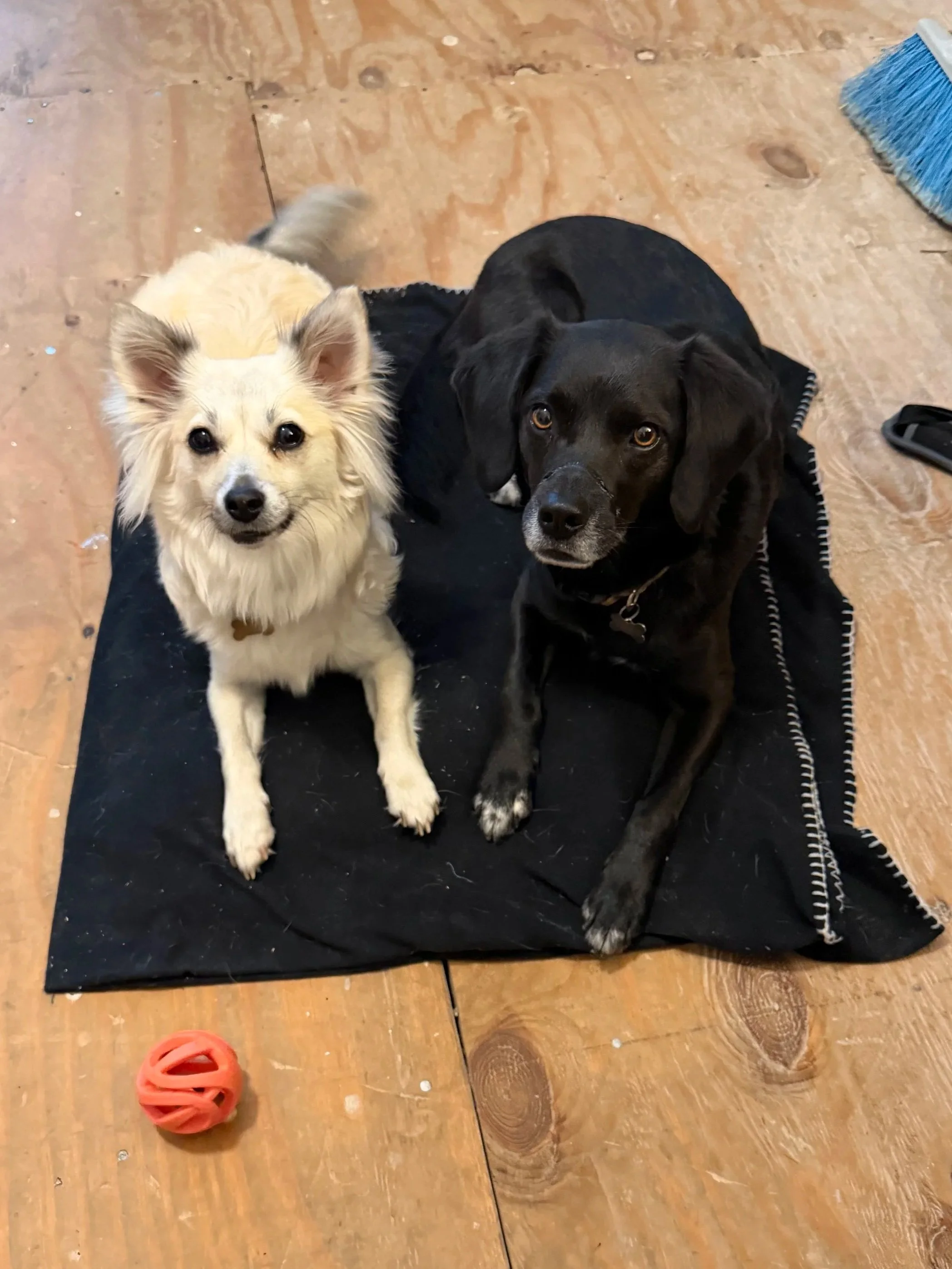 White dog Piper and black dog Nessie lay on a blanket together.