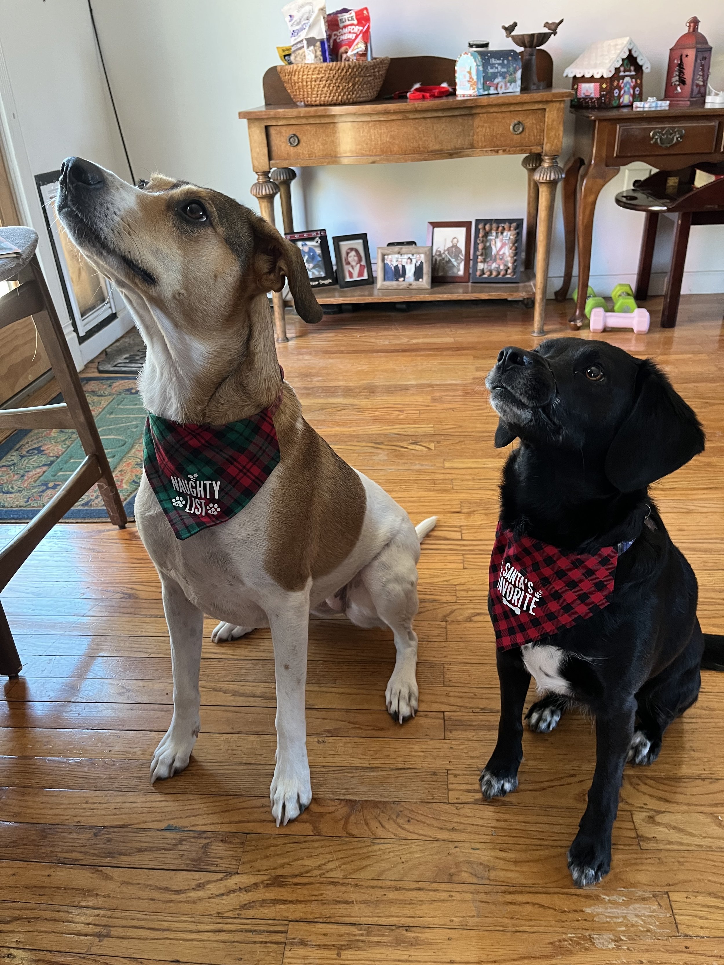 Two dogs wearing neck scarves, sitting for a treat.