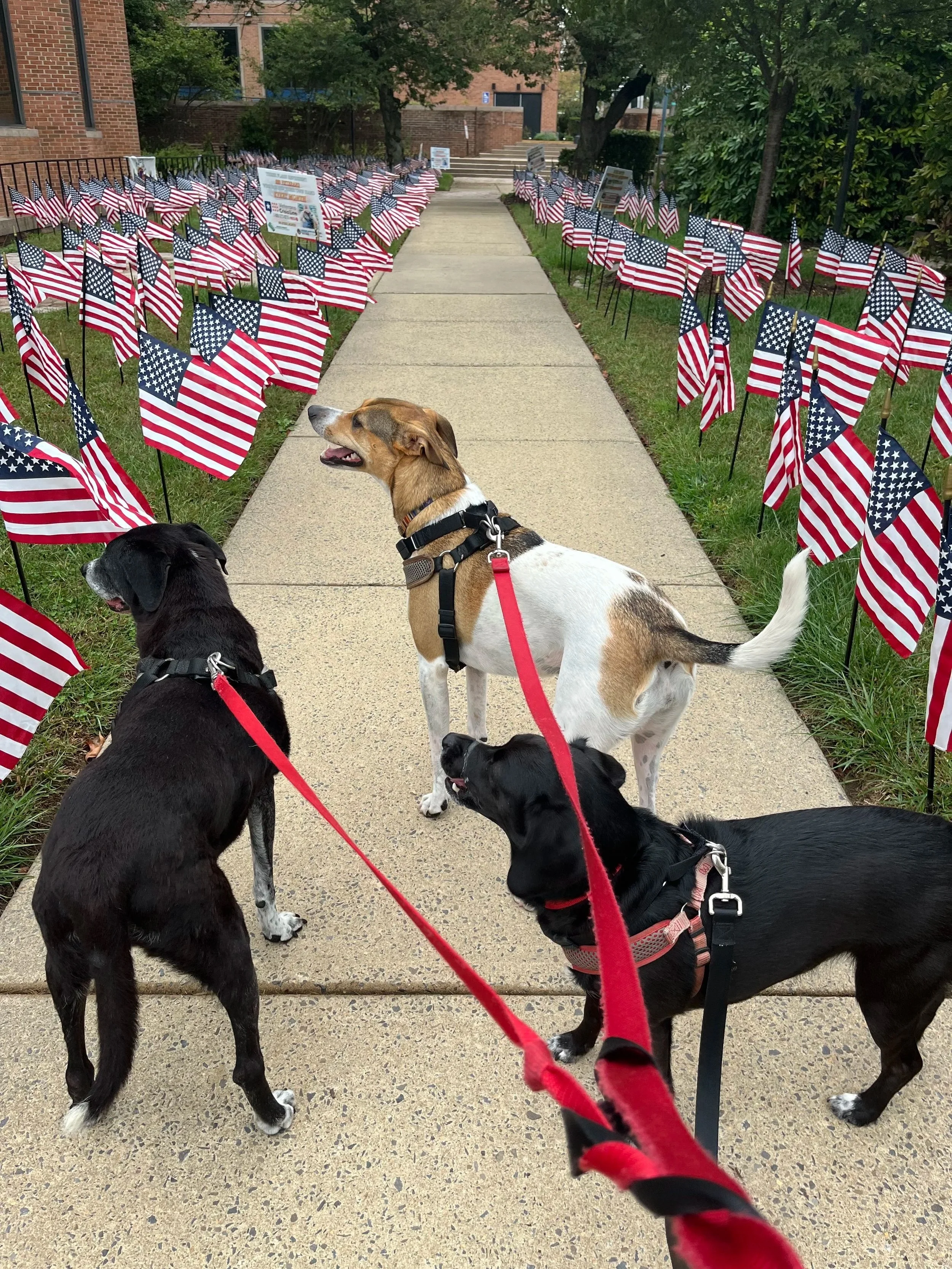 Three dogs on a sidewalk lined with American flags.