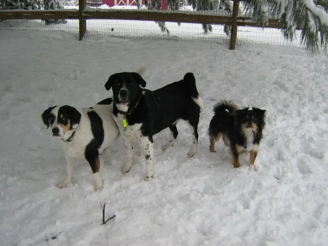 Three dogs in the snow.