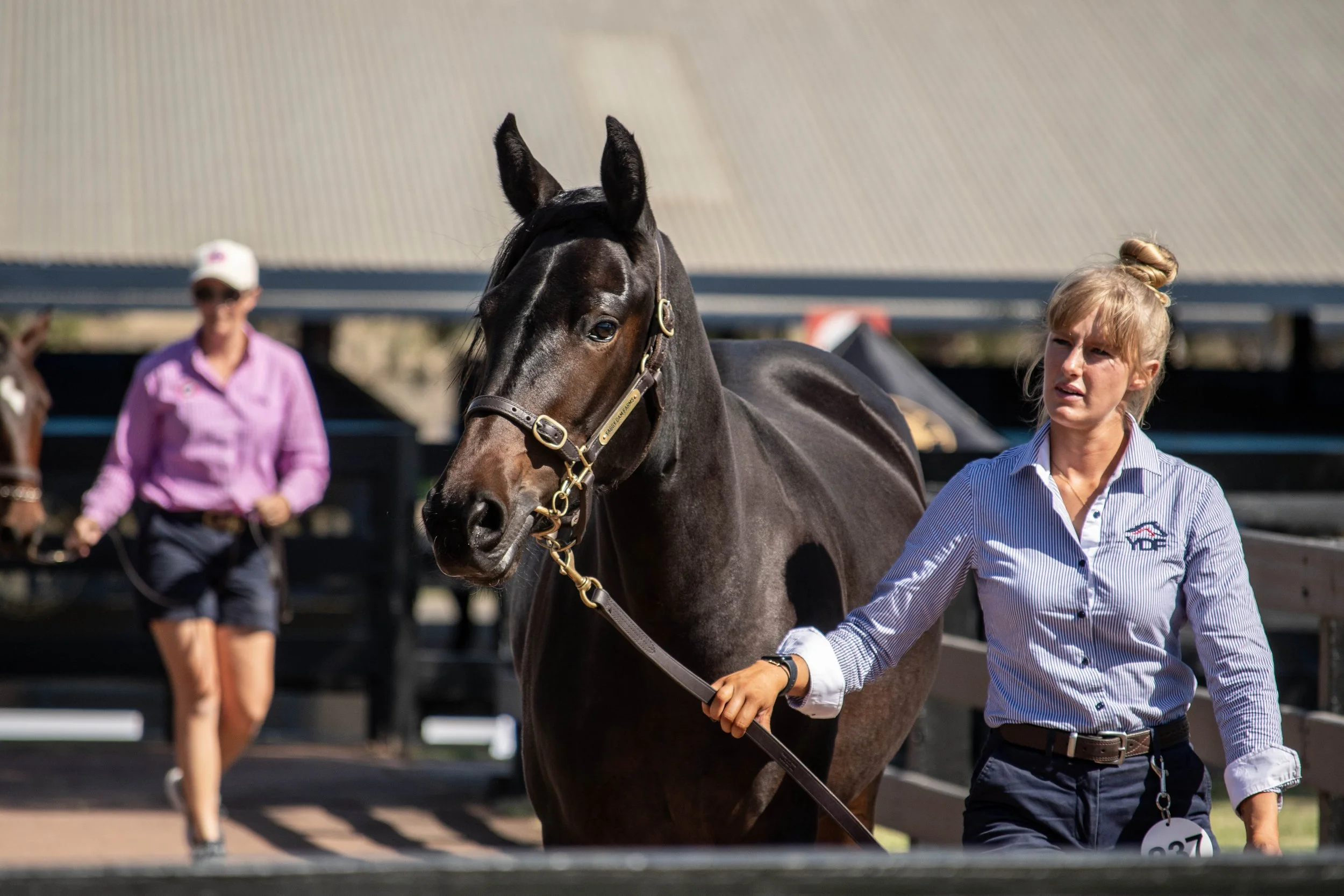 FULL BROTHER TO JUST BELIEVE TO BE OFFERED IN NZ