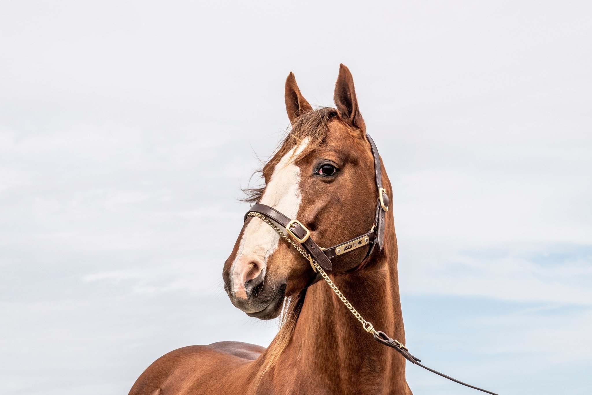 USED TO ME TO THE FORE