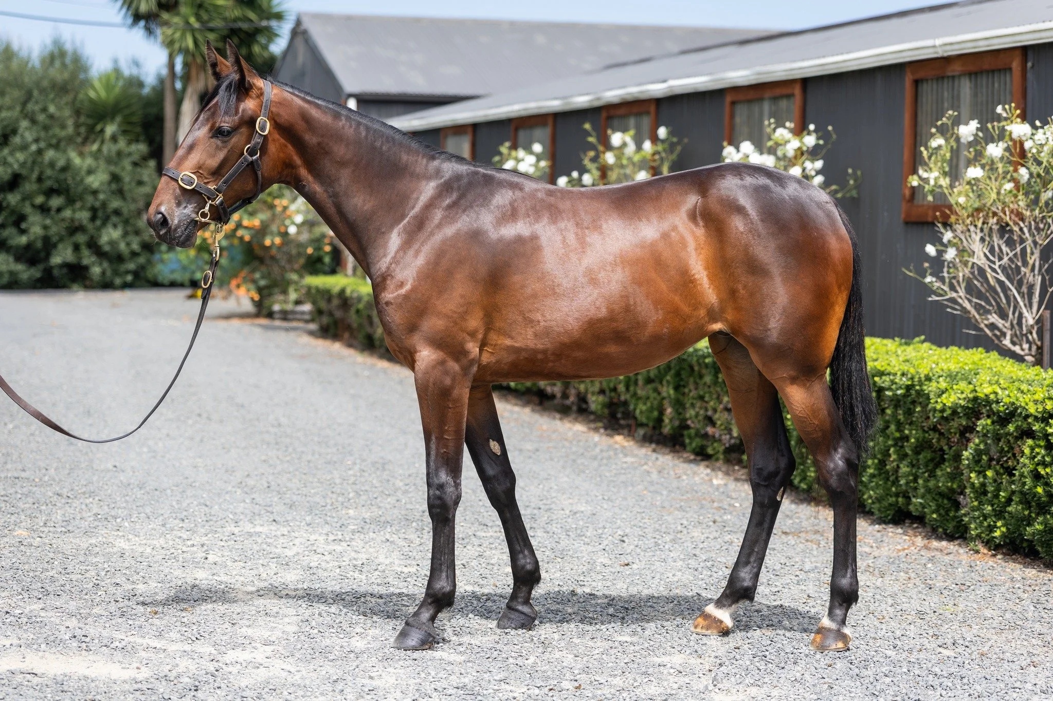 GREAT SHOWCASE FOR THE GAIT