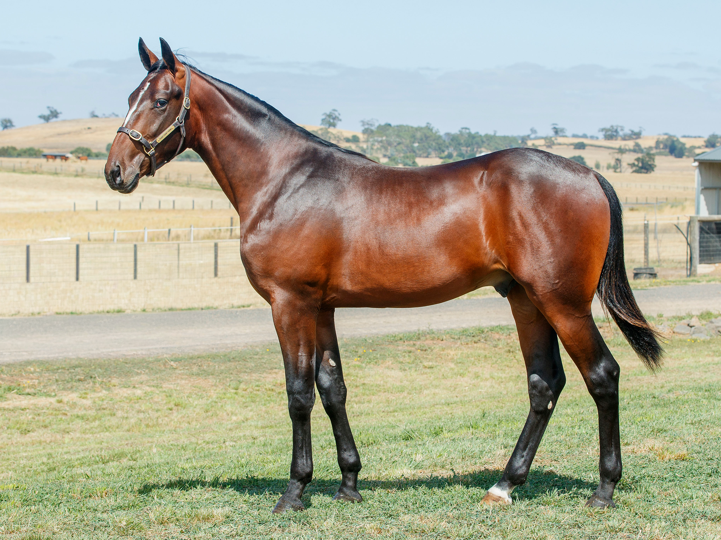 YDF STALLIONS REPRESENTED