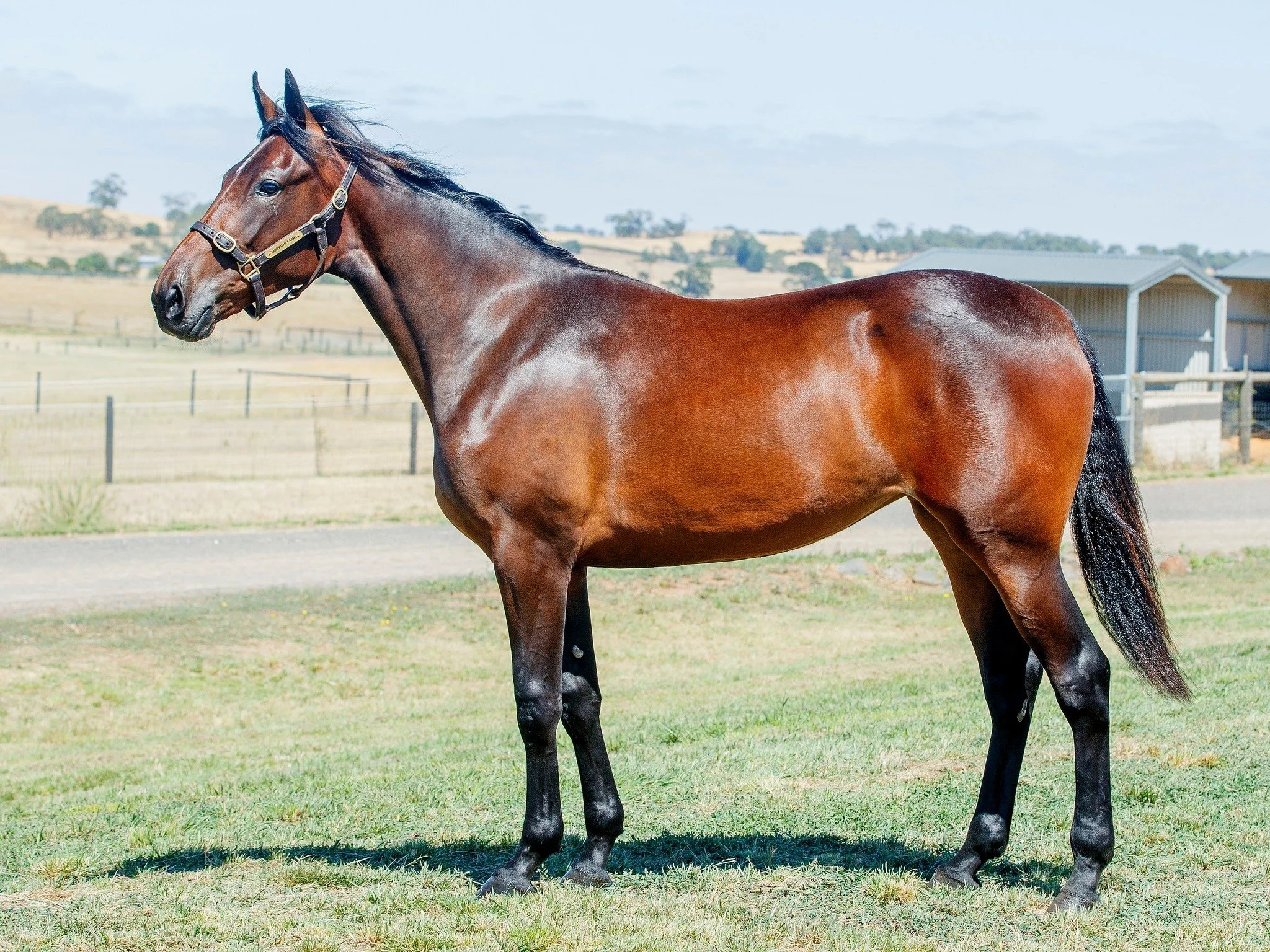 BACKING BIG NSW FEATURE