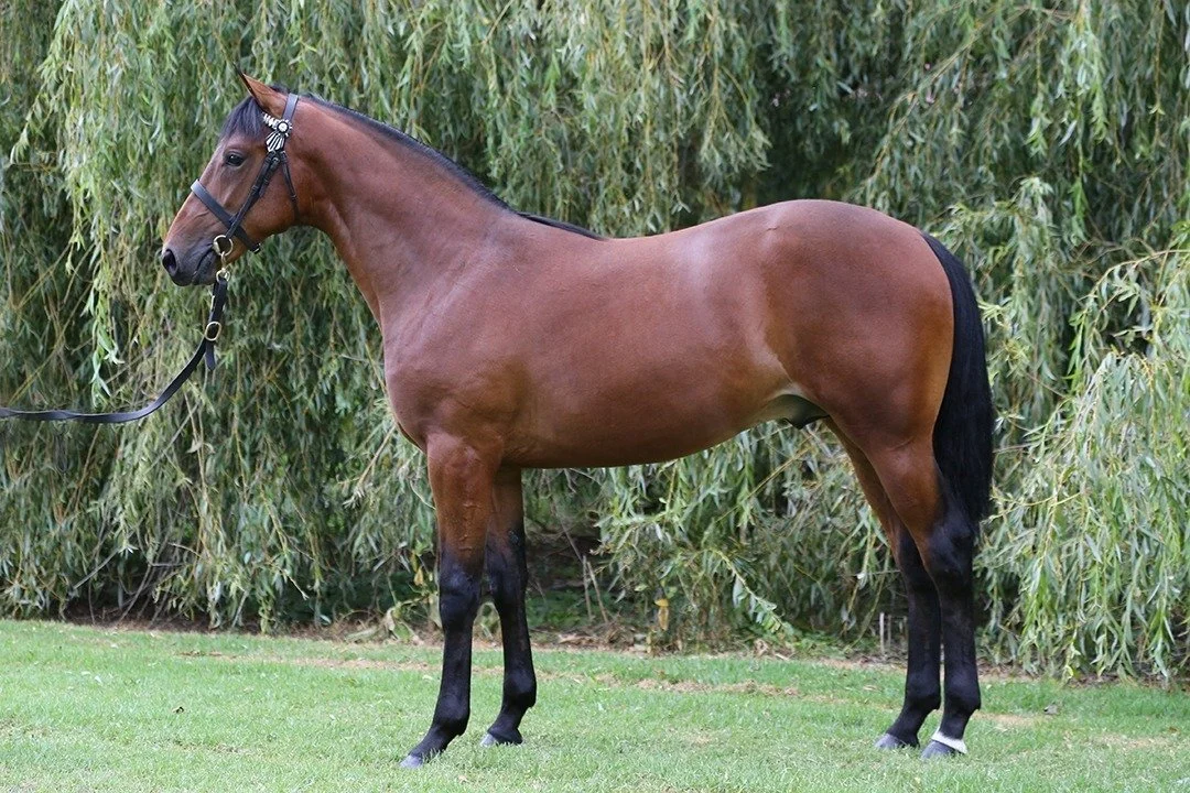 STALLIONS FLYING IN NZ