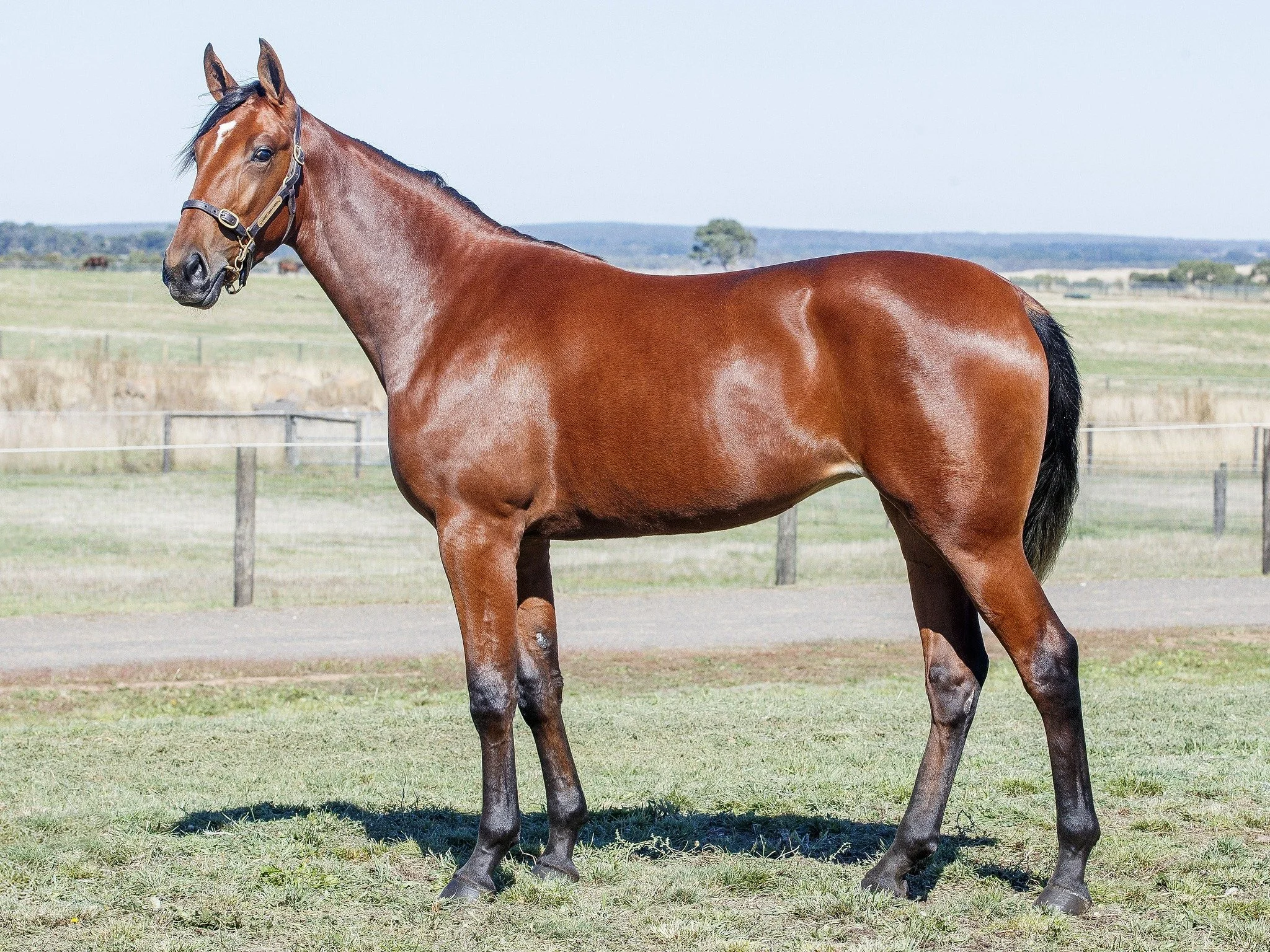 E L TITAN A HIT WITH HIS FIRST CROP AT YEARLING SALES