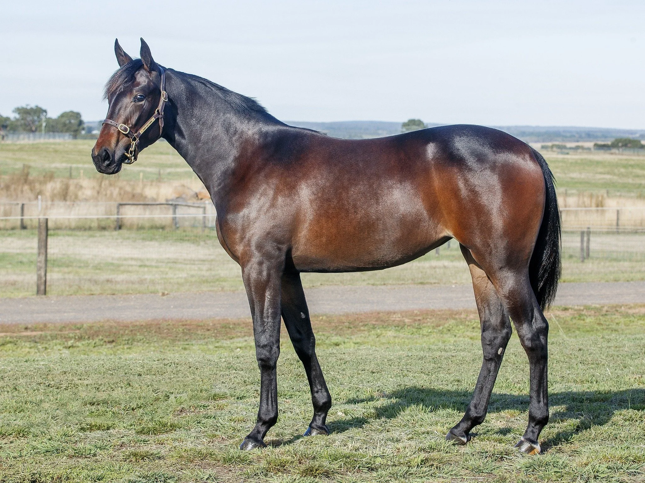 Walner Impressive Results across Australasia Yearling Sales