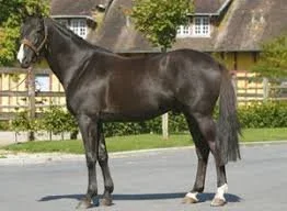 ORLANDO VICI KEEPS 100% strike rate