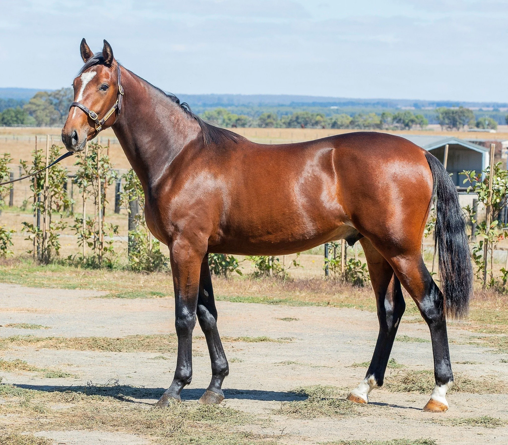 HIGH INTEREST IN NUTRIEN CLASSIC