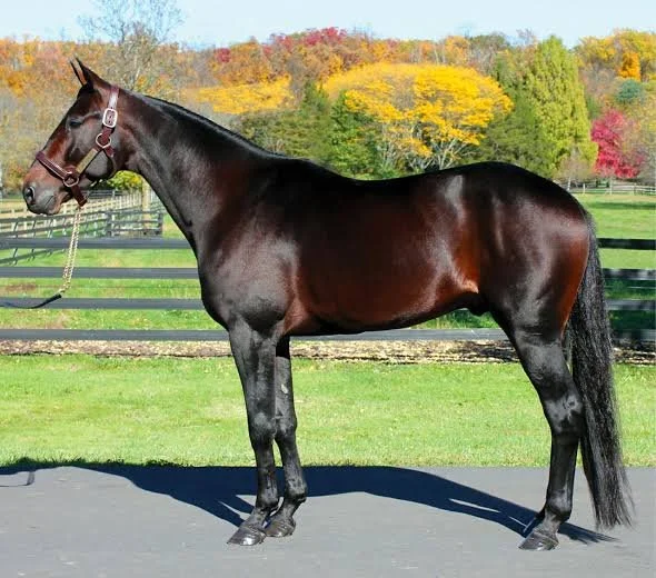 SIGNIFICANT ADDITIONS TO THE 2026-27 YABBY DAM FARM STALLION ROSTER