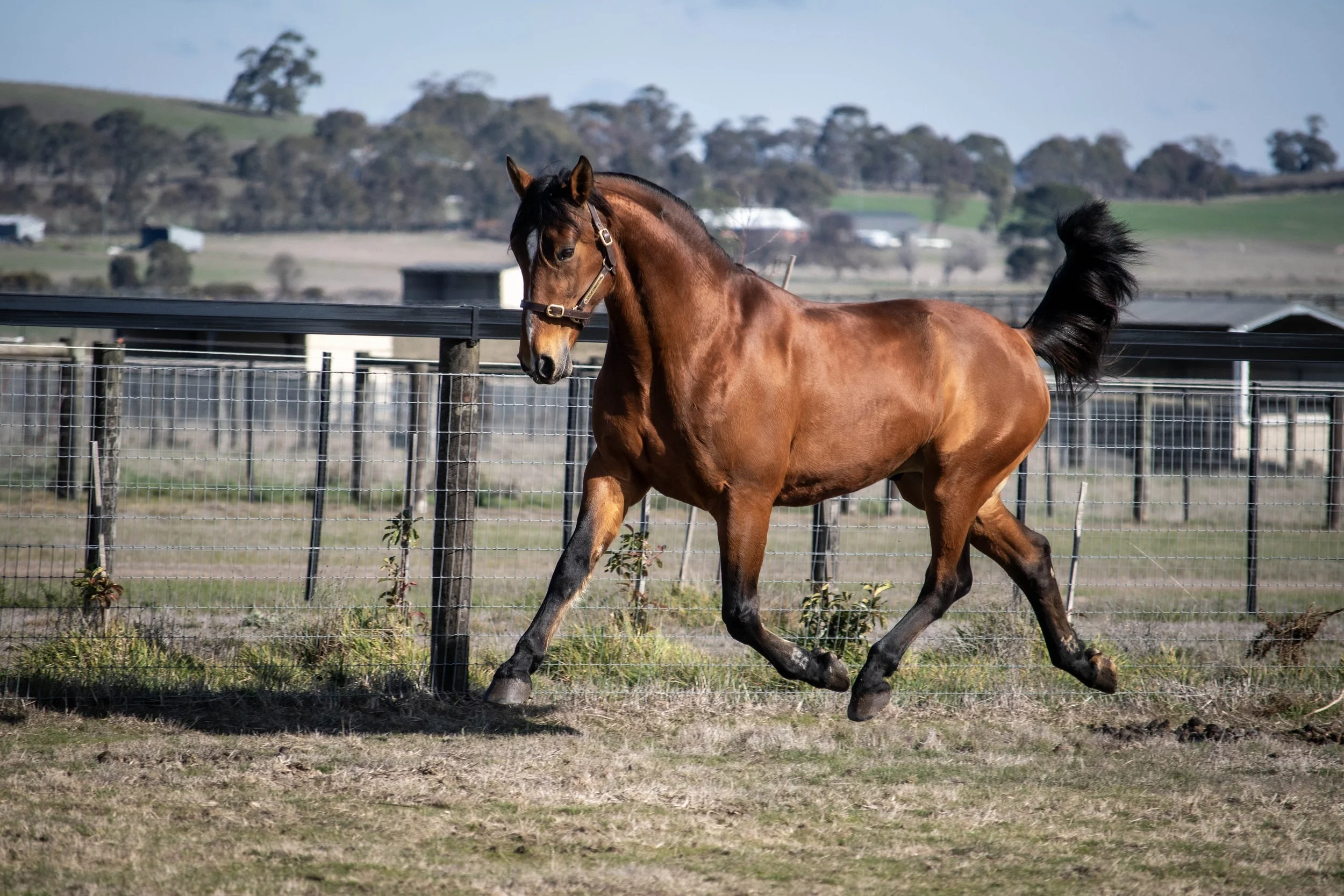STALLIONS TAKING OPPORTUNITIES