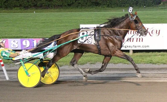 YDF STALLIONS MAKING THEIR MARK IN THE USA
