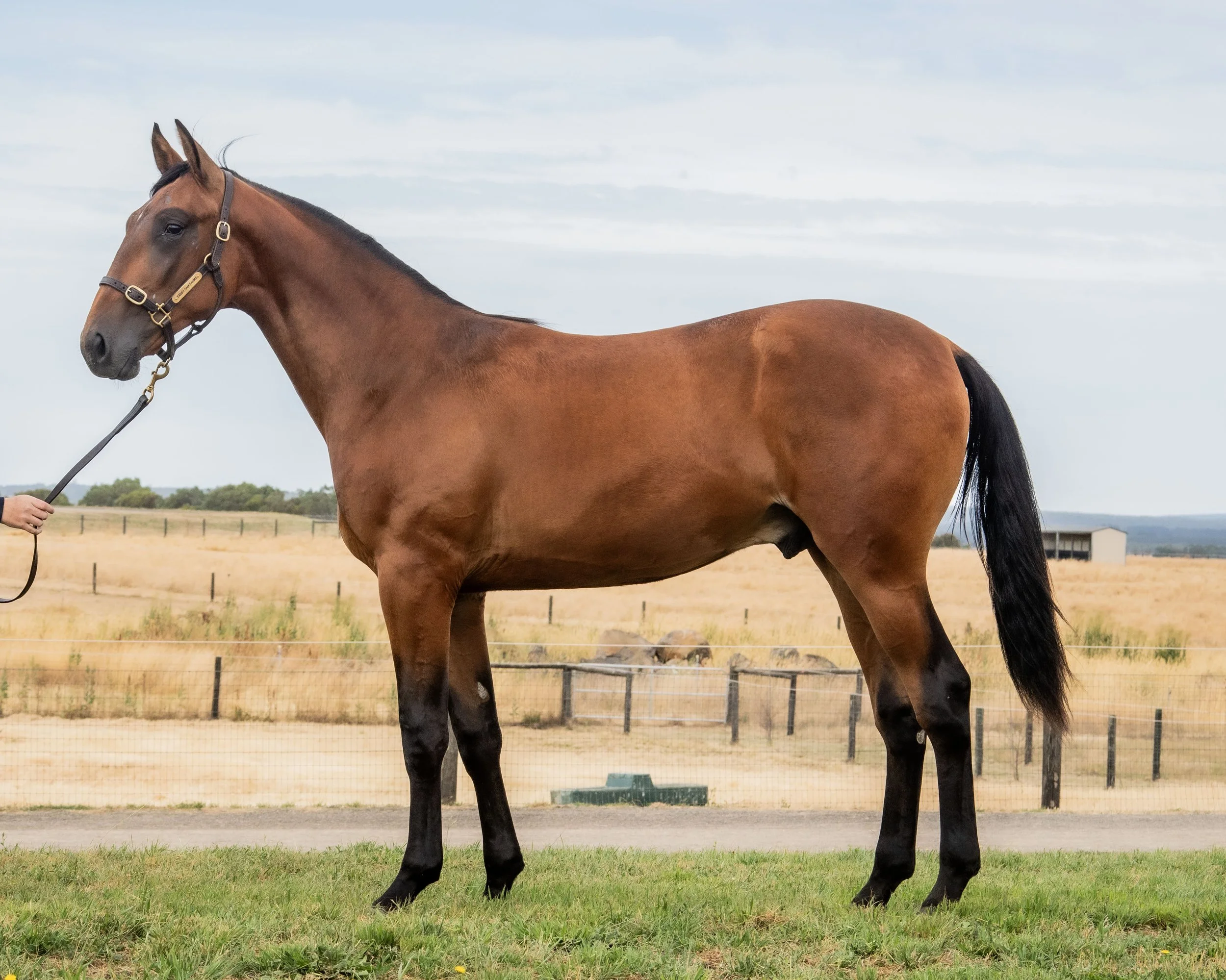 CLASSIC CONNECTION FRA x CLASS OF HER OWN, COLT