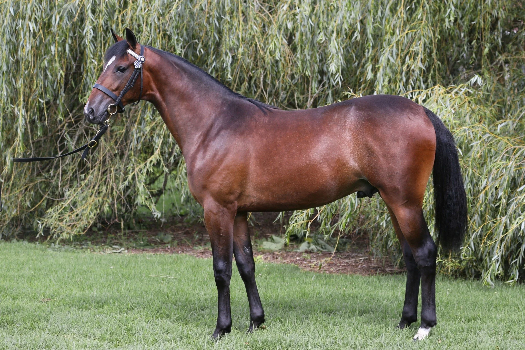 FOCUS ON NZ YEARLING SALES