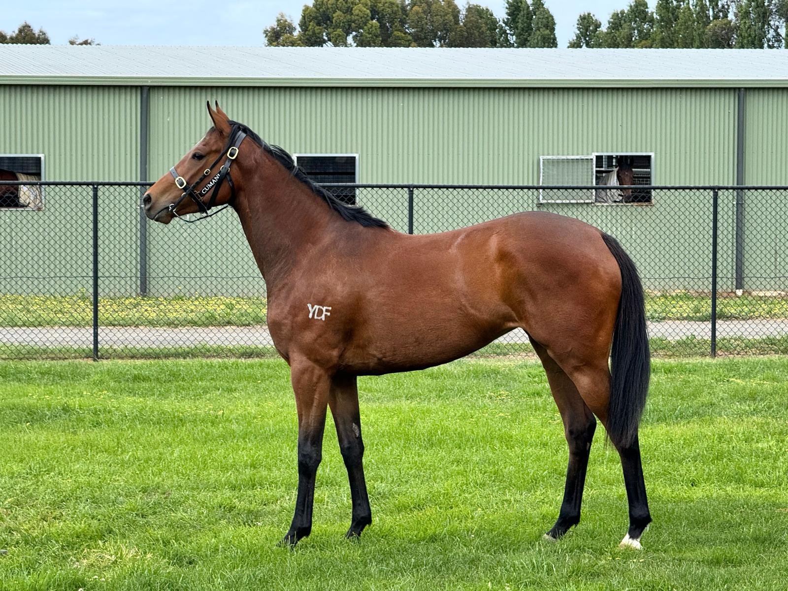 IMPENDING x BEAUTE POUR TOI, FILLY ‘22