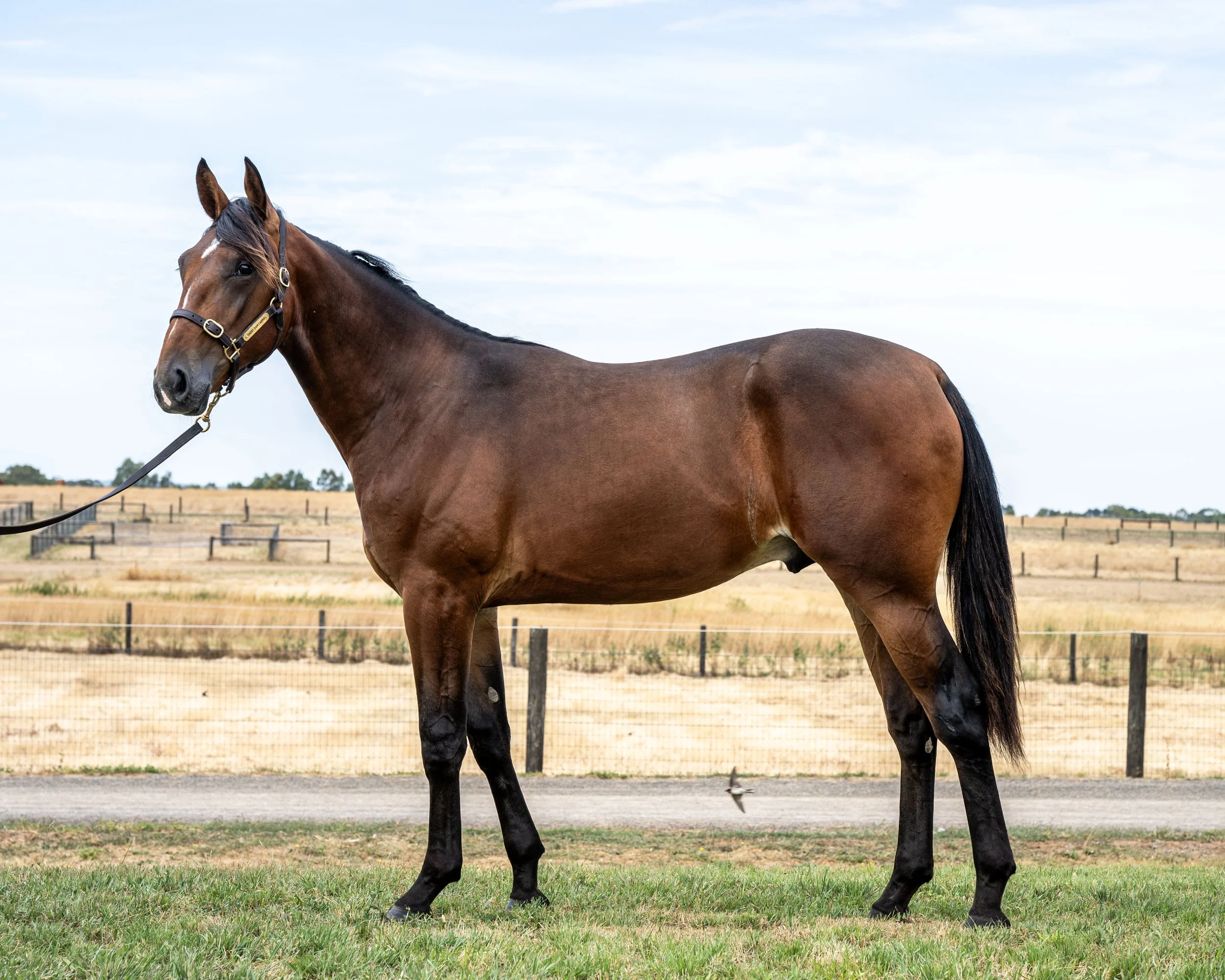 CLASSIC CONNECTION FRA x MY ARYA NZ  COLT