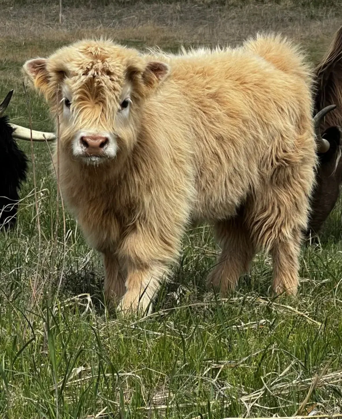 Blue Raven Miniature Cattle Ranch Baby Lucy Lu Calve