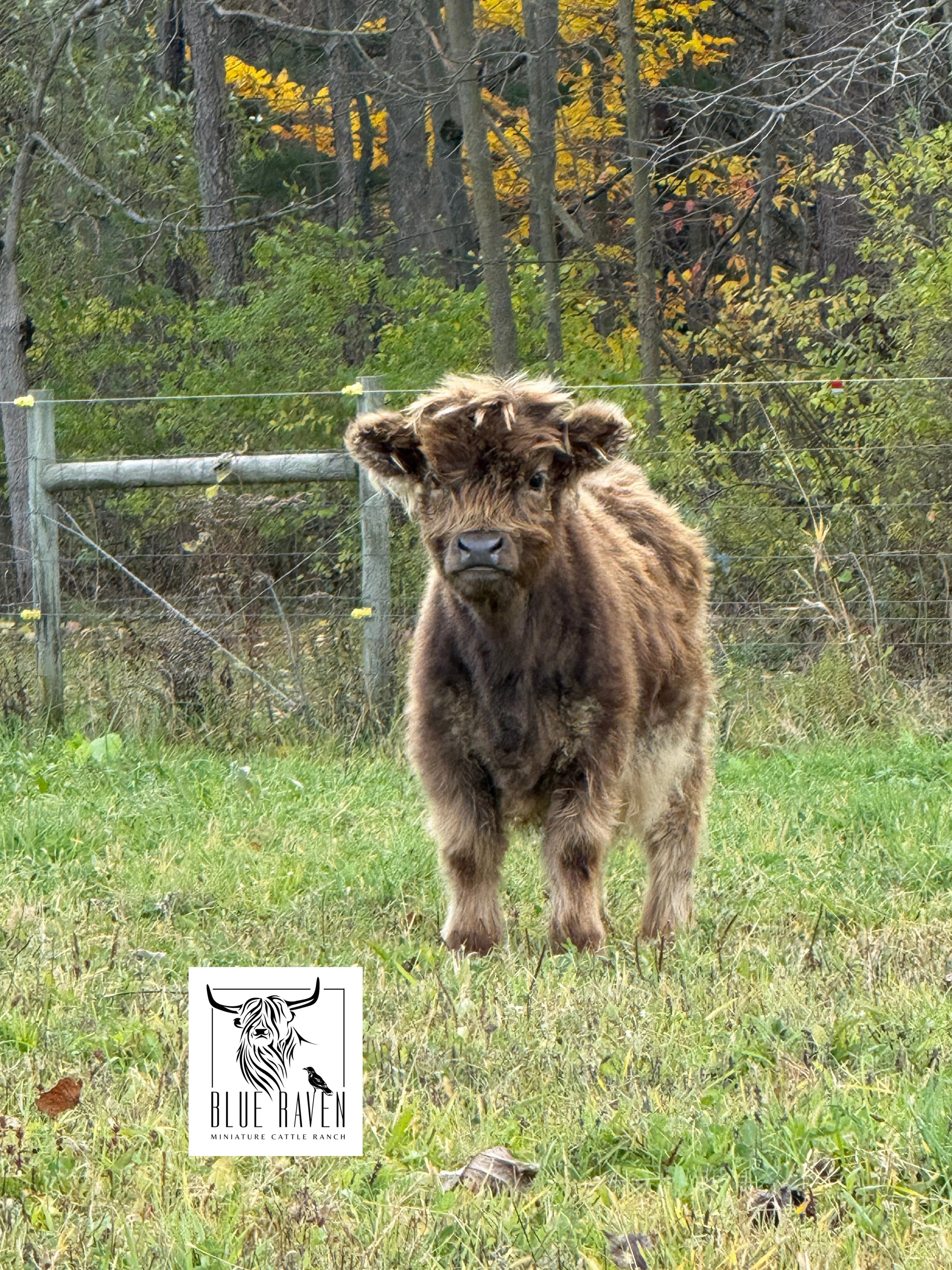 Blue Raven Miniature Cattle Ranch Willow