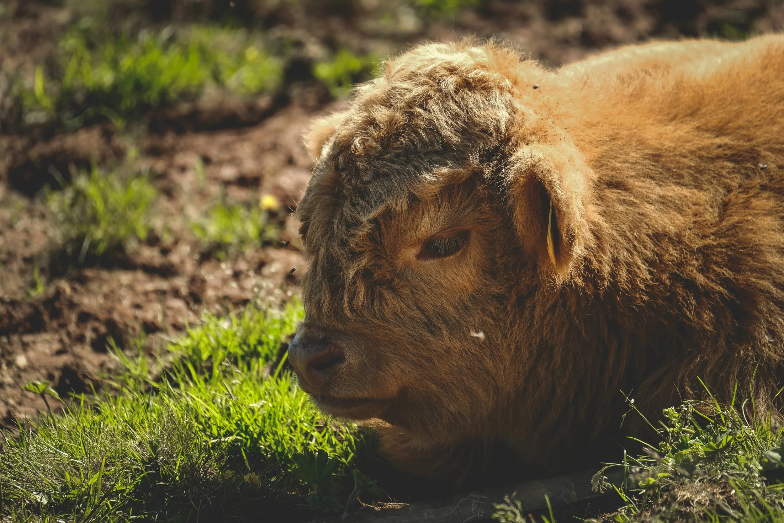 Highland Baby Calf