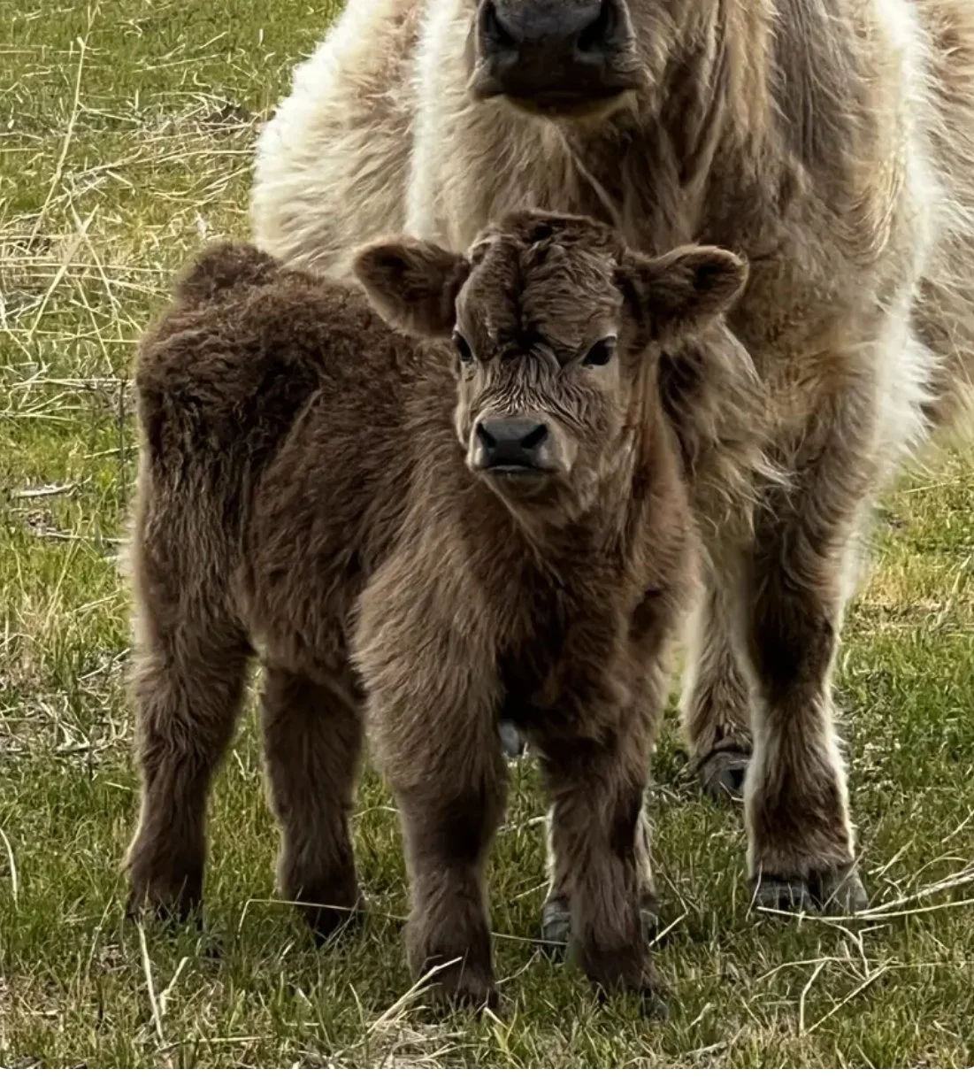 Blue Raven Miniature Cattle Ranch Baby Willow Calve