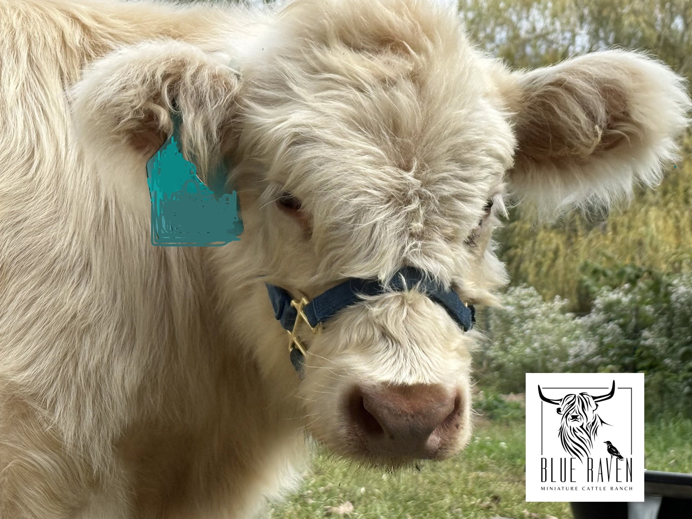 Blue Raven Miniature Cattle Ranch Katy