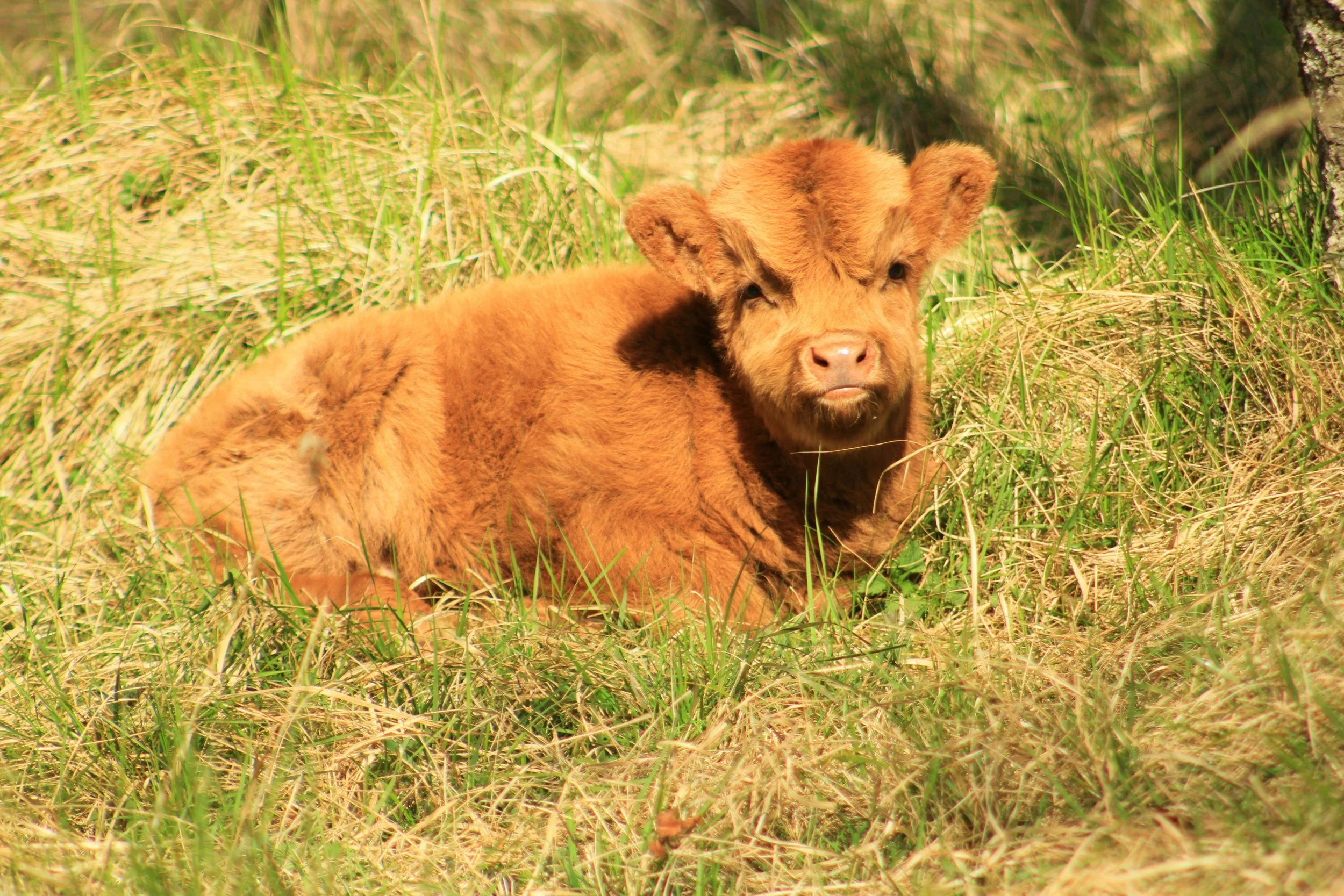 Red Highland Cow Calve