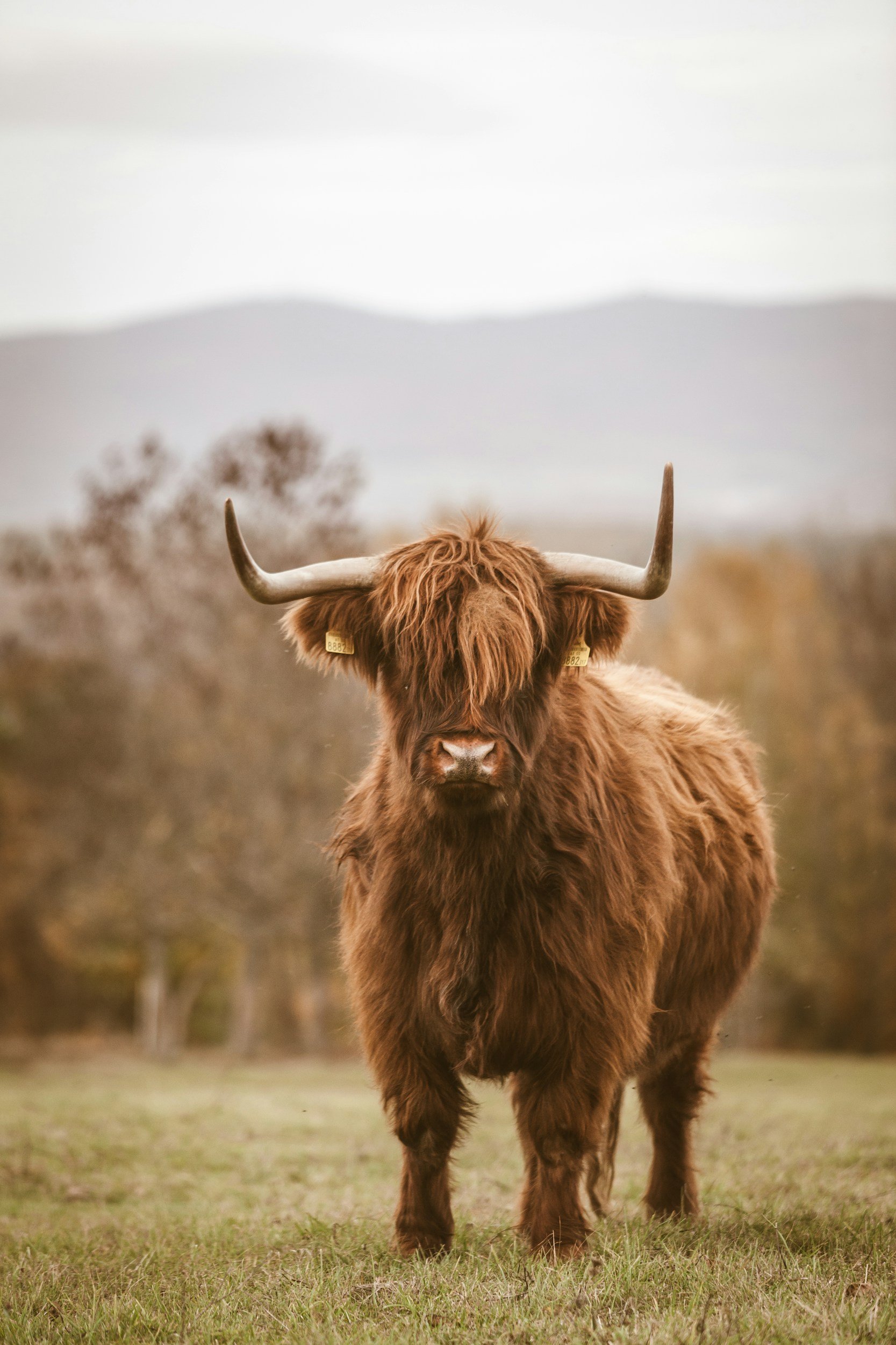 Highland Cow Red One