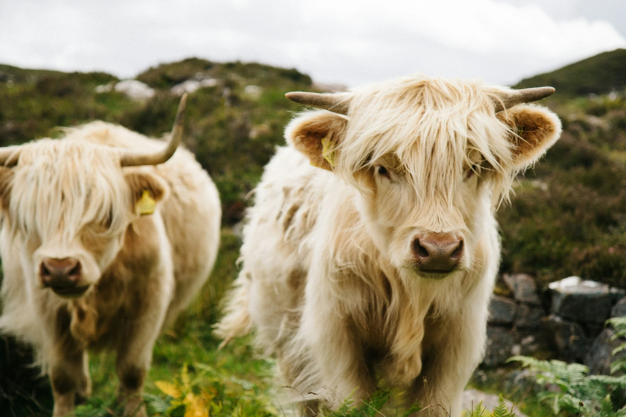 Two Highland cows with long, shaggy cream-colored hair and small horns grazing in a green landscape under cloudy skies.