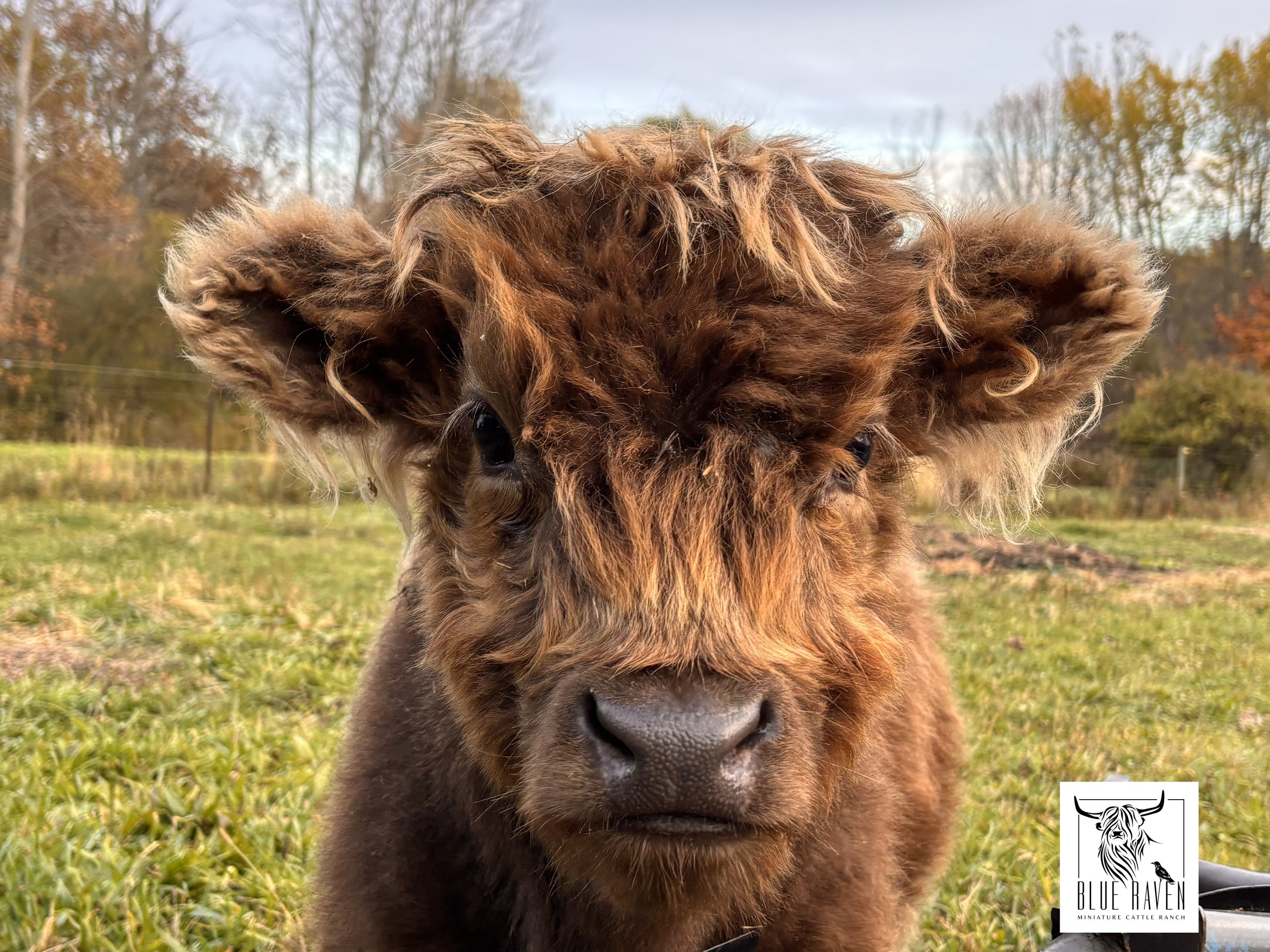 Blue Raven Miniature Cattle Ranch Willow Highland Cow