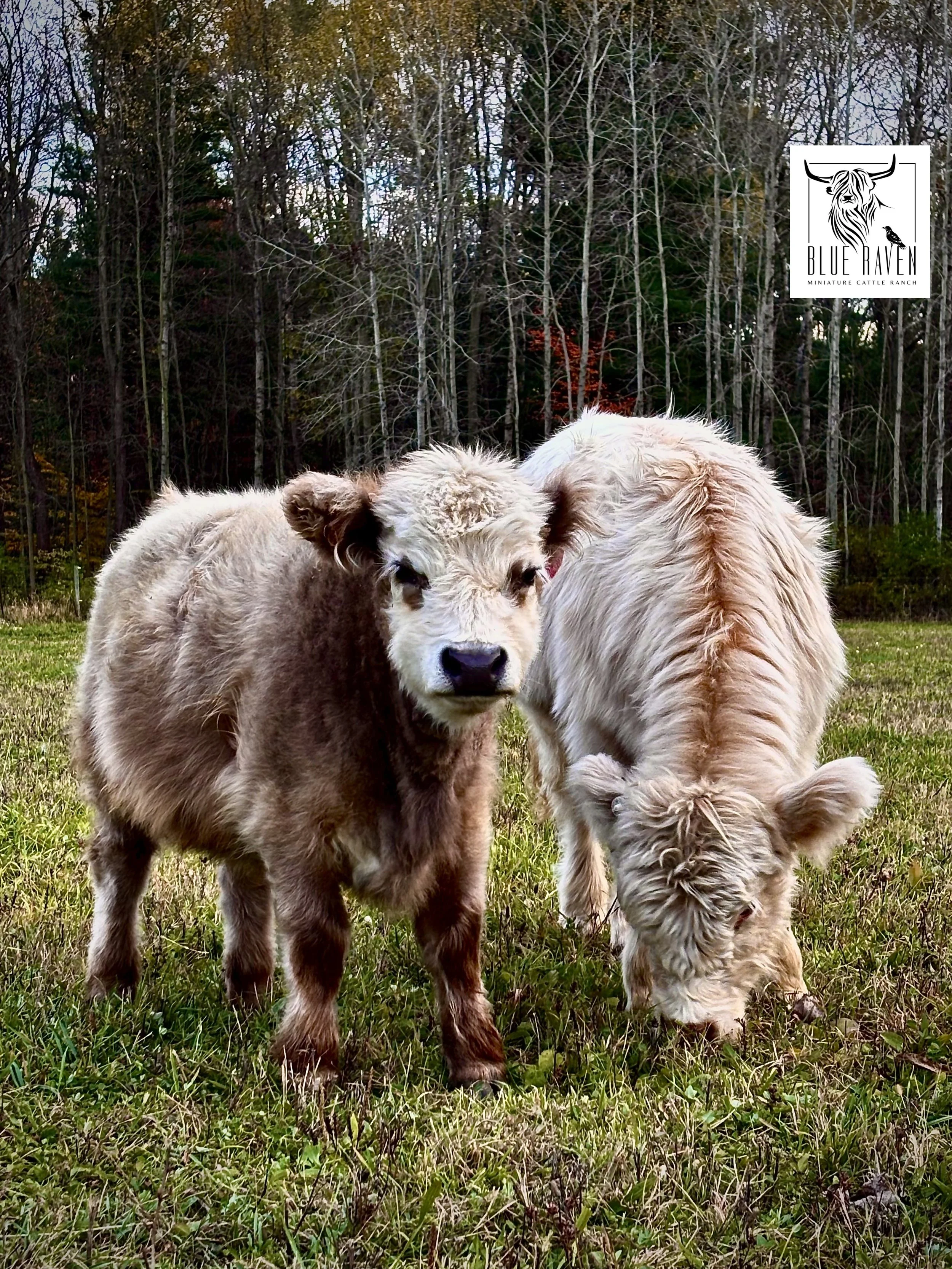 Blue Raven Miniature Cattle Ranch Tiki Katy Calves