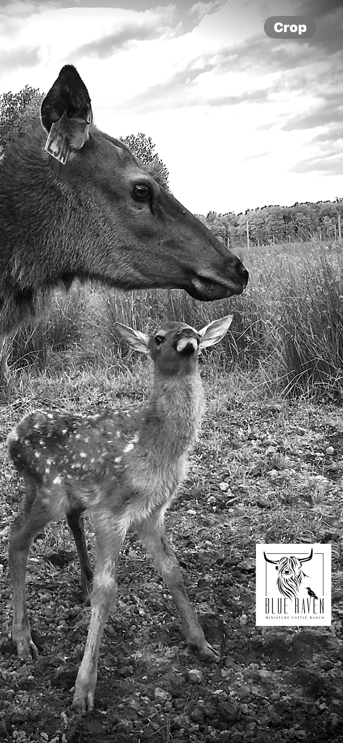 Blue Raven Miniature Cattle Elk Calf