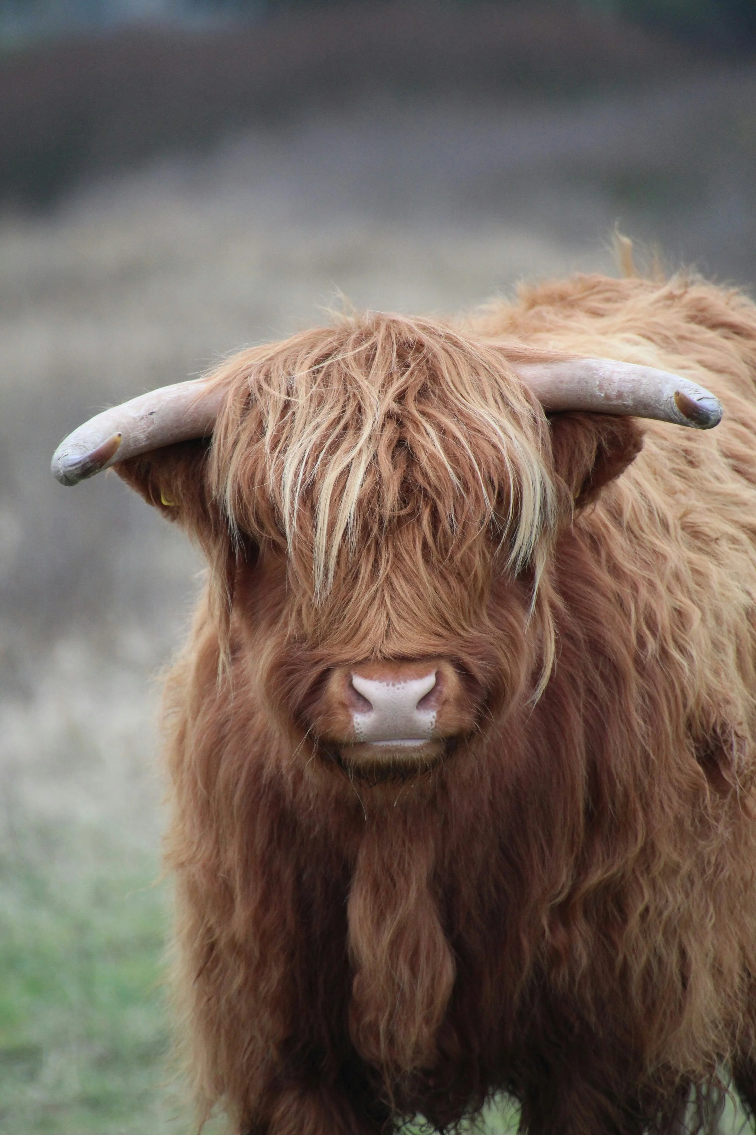 Close-up of a Highland cow with long, shaggy, reddish-brown hair and curved horns.