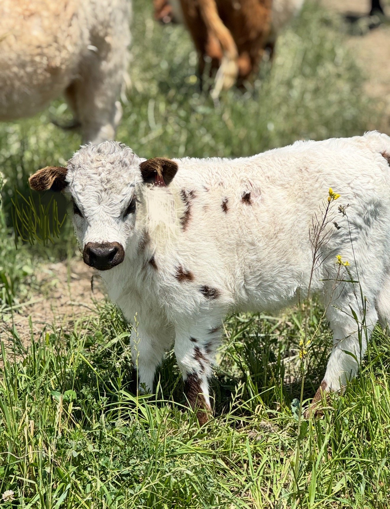 Blue Raven Miniature Cattle Ranch Baby Patience Calve